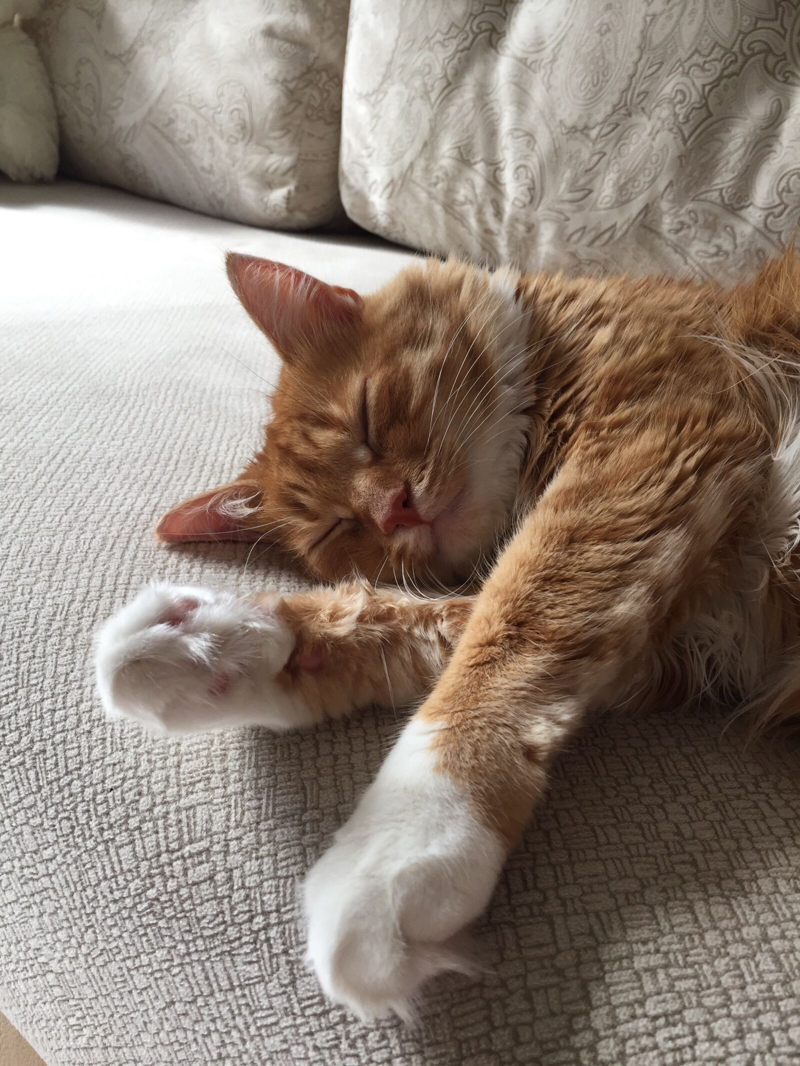 Apple iPhone 6 sample photo. Cat, animal, amaze photography
