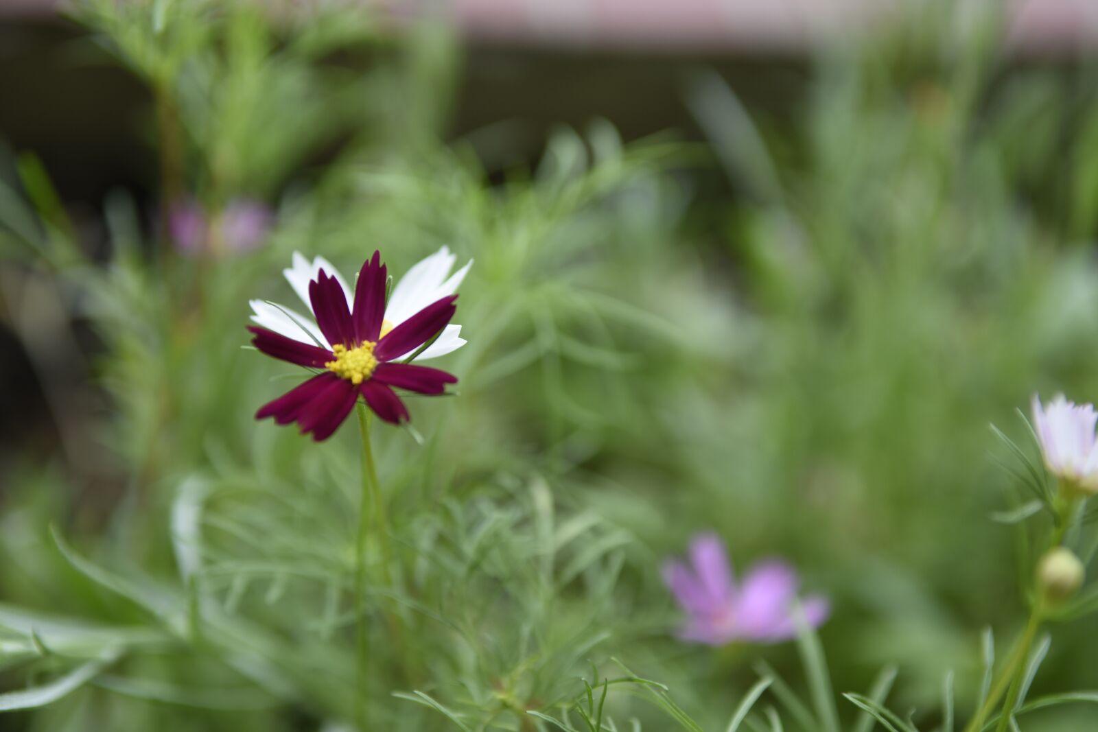 Nikon D7200 sample photo. Flowers, white flower, green photography
