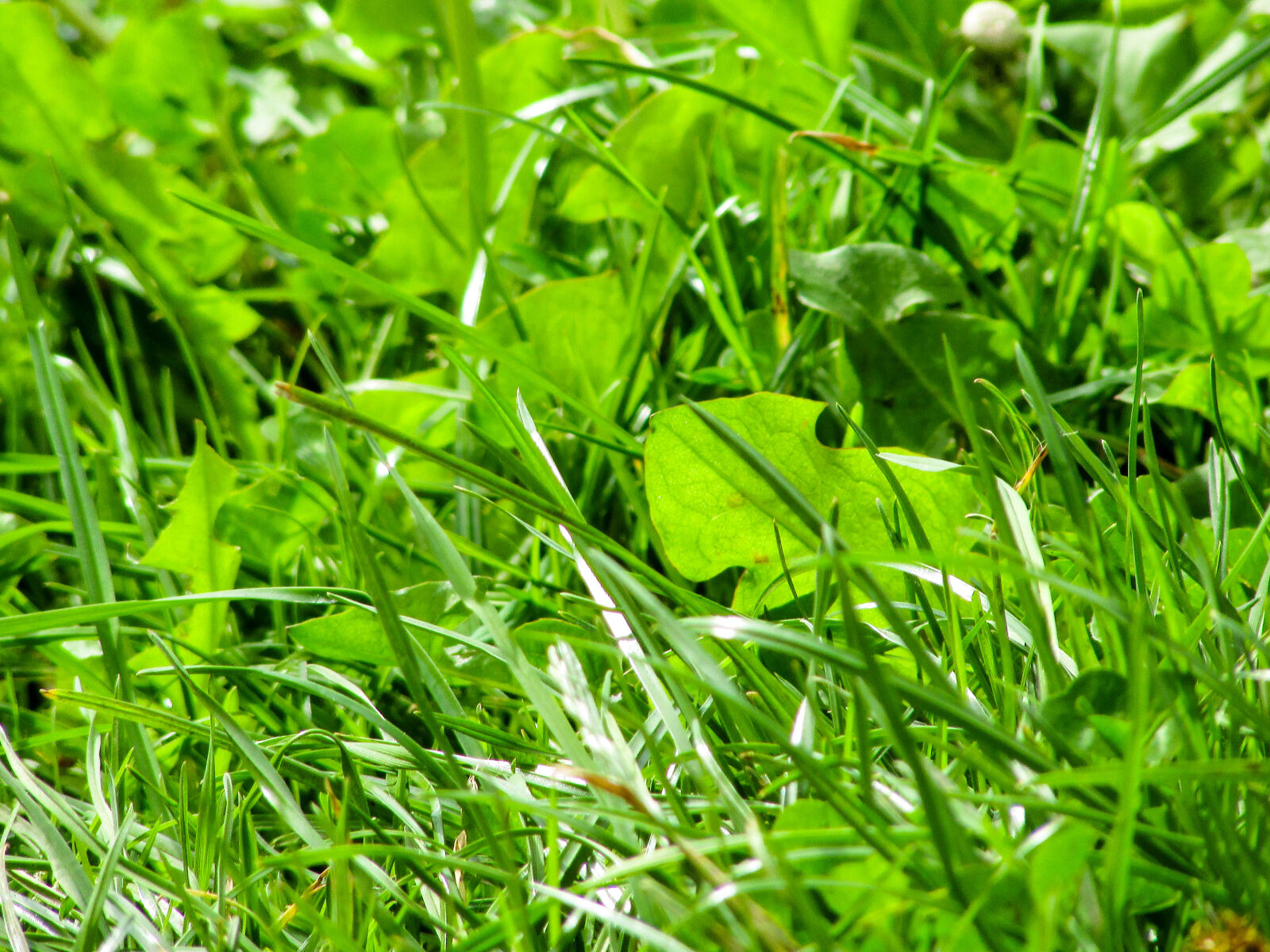 Canon PowerShot SX400 IS sample photo. Grass photography