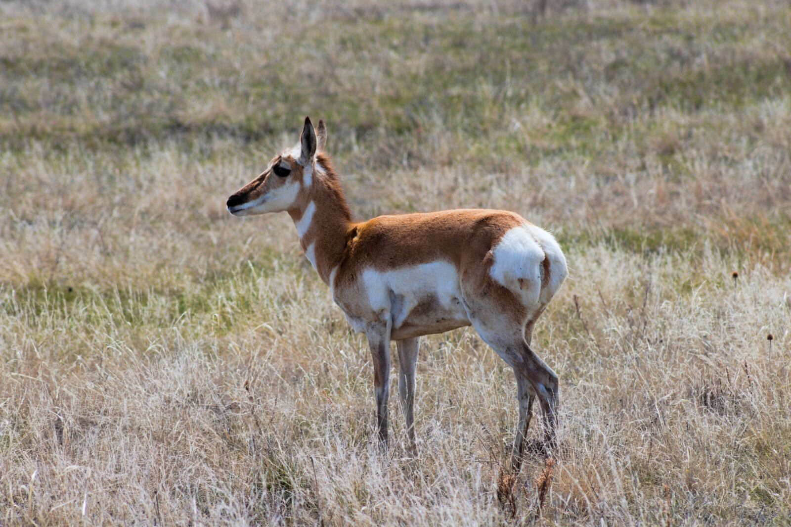 Canon EOS 1300D (EOS Rebel T6 / EOS Kiss X80) sample photo. Deer, nature, wildlife photography