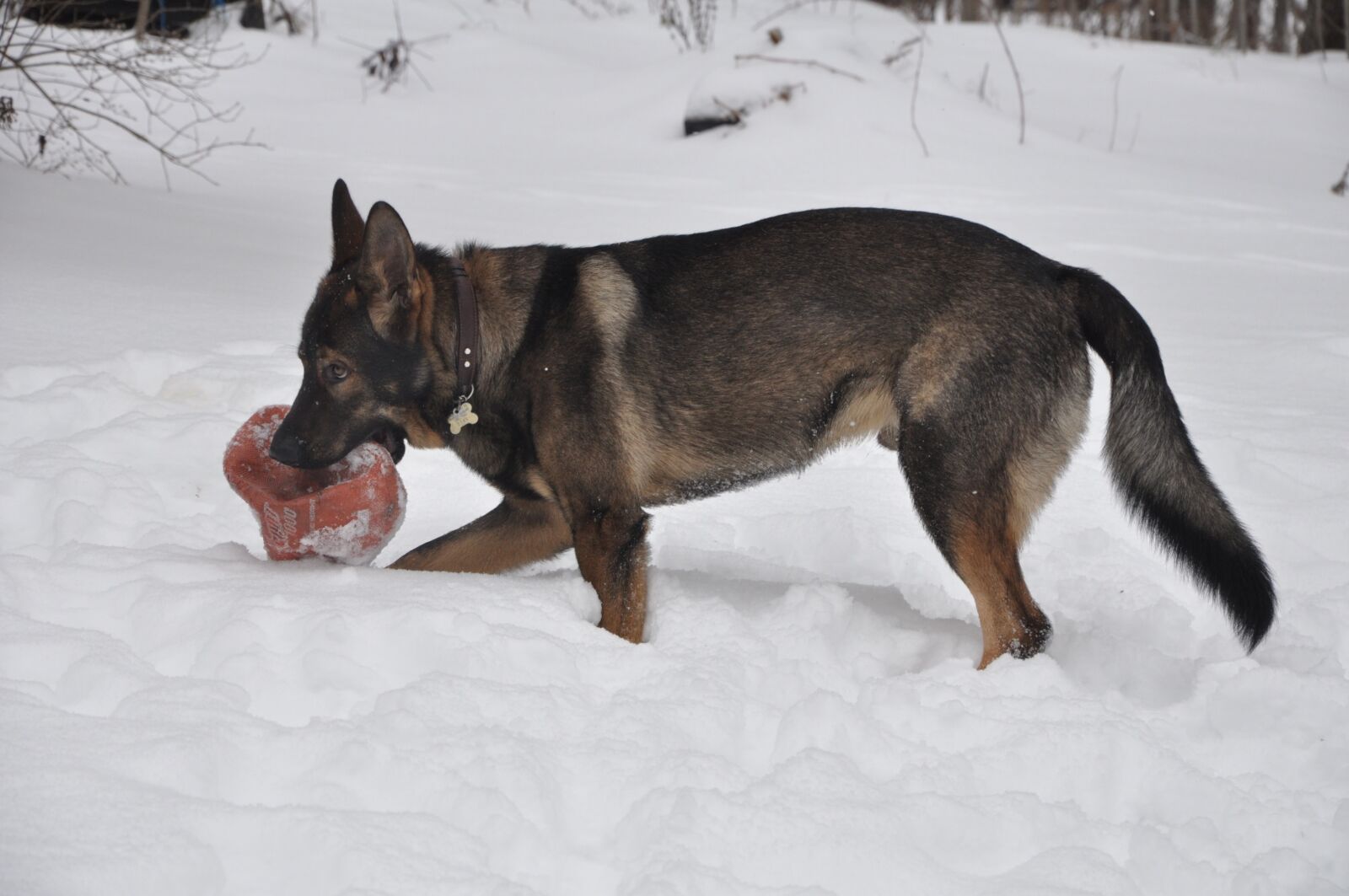 Nikon D90 sample photo. Dog, gsd, breed photography