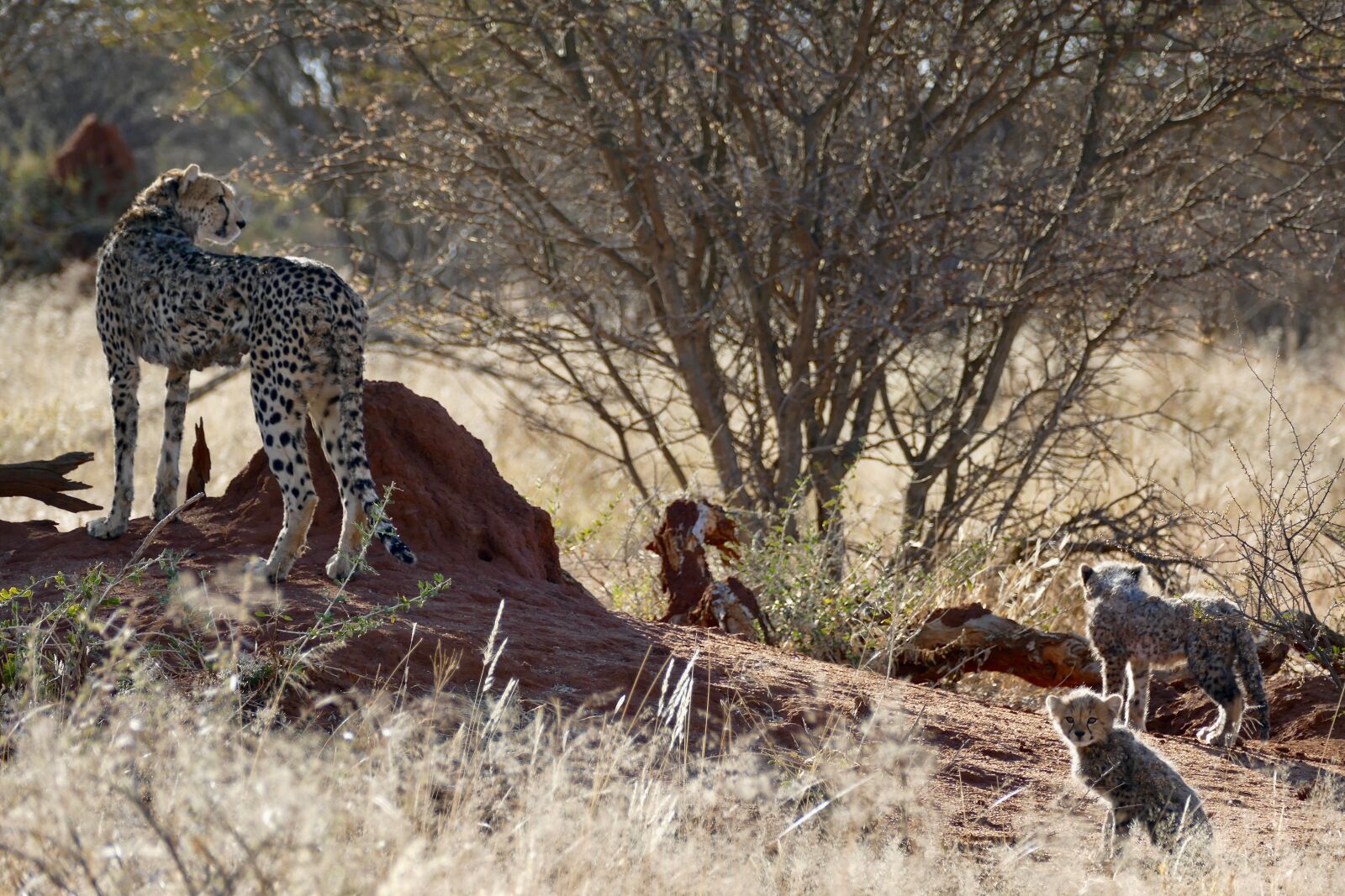 Panasonic Lumix DMC-FZ1000 sample photo. Cheetah, cheetah family, big photography