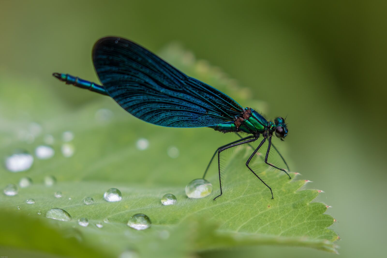 Canon EOS 7D Mark II sample photo. Dragonfly, demoiselle, blue dragonfly photography