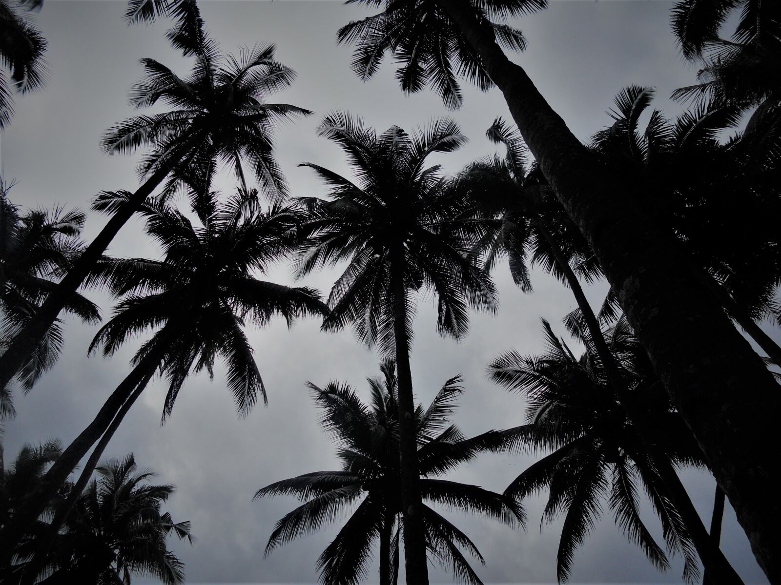 Nikon COOLPIX S2500 sample photo. Palm, trees, sky photography