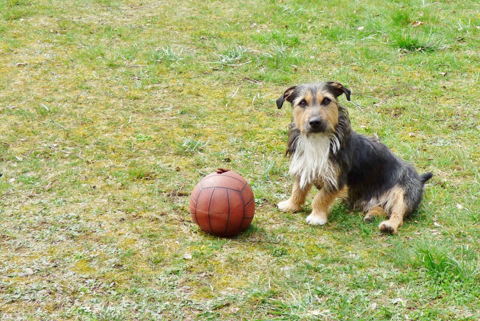 Panasonic DMC-FZ72 sample photo. Doggy, animals, dog photography