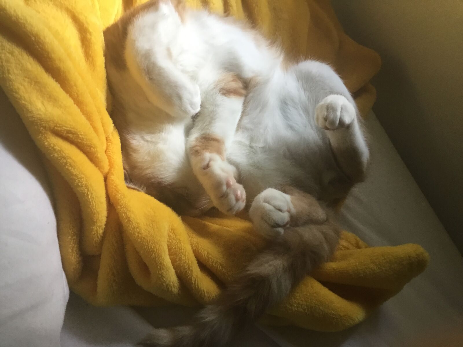 Apple iPad (5th generation) sample photo. Kitten, fluffy, cute photography