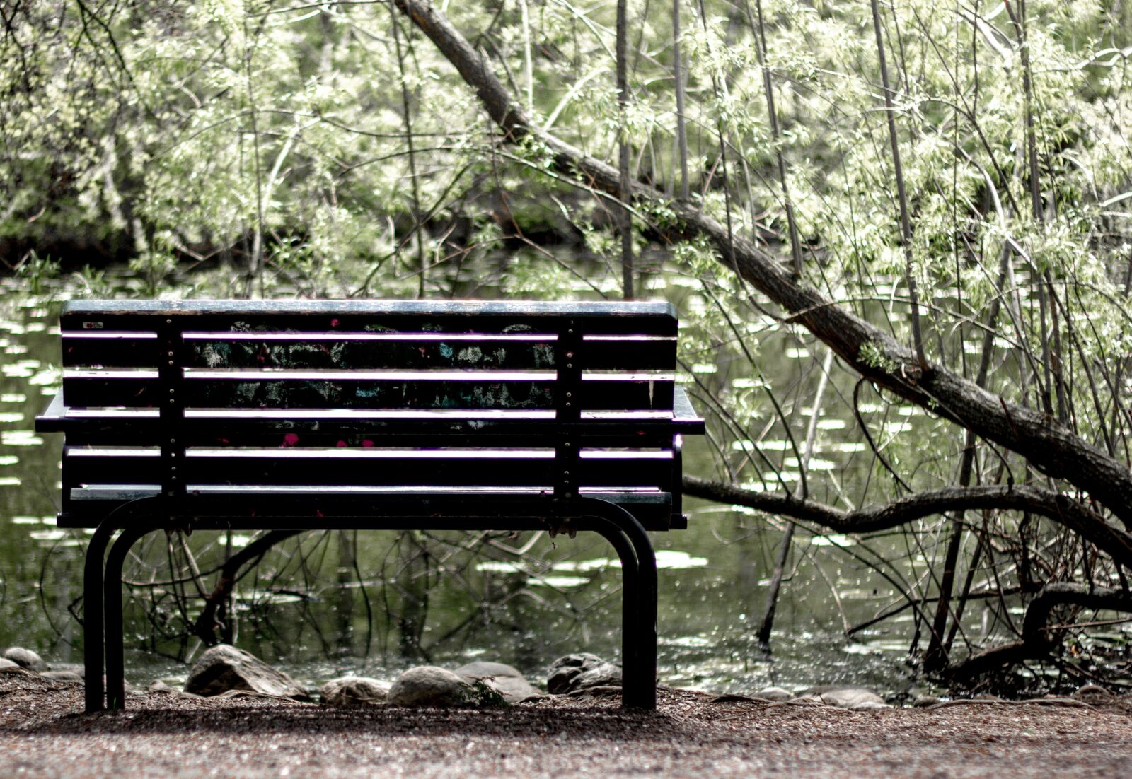 Canon EOS 60D + Canon EF 50mm F1.8 II sample photo. Bench, park, tree photography