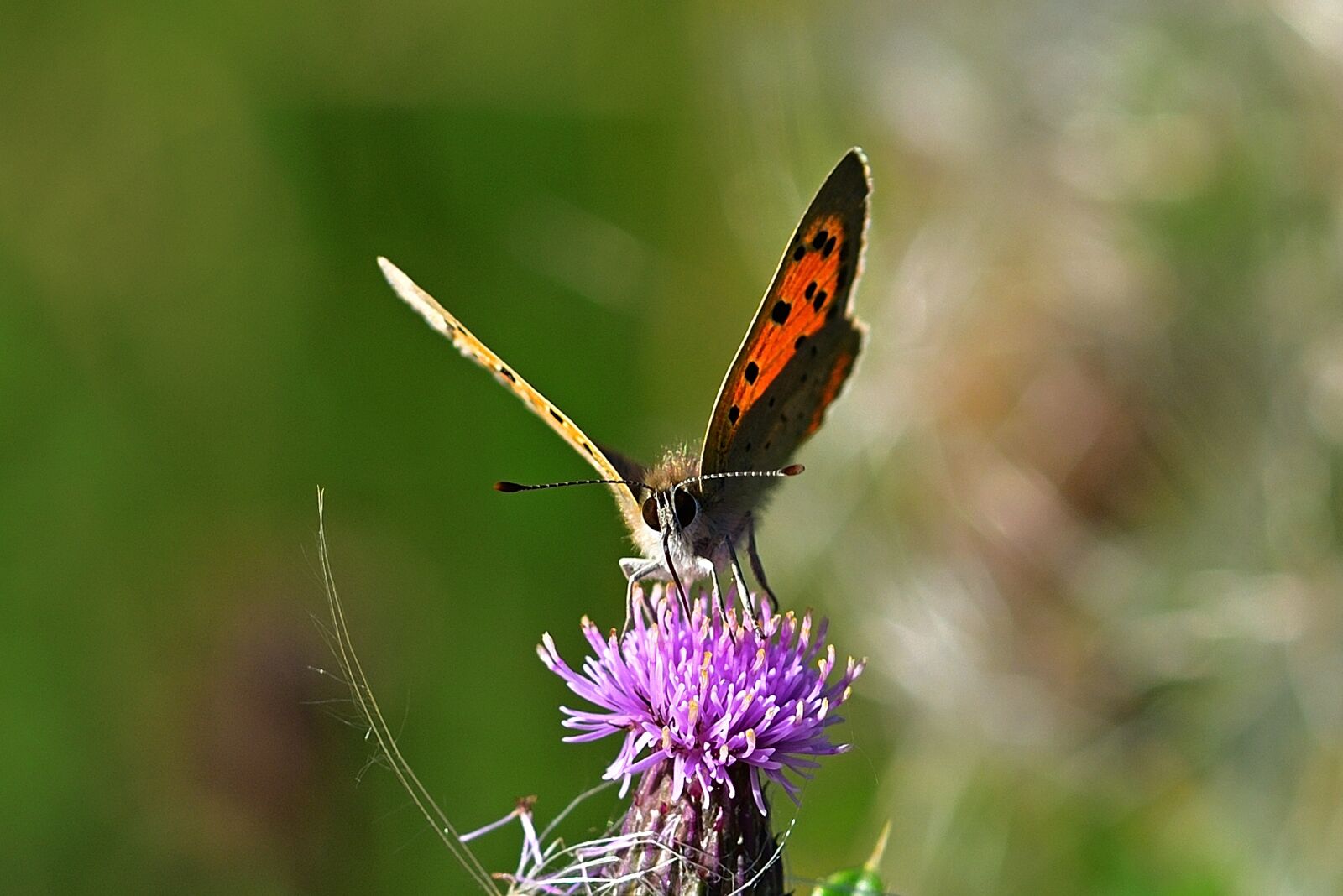 Nikon D5200 sample photo. Butterfly, fire falter, common photography