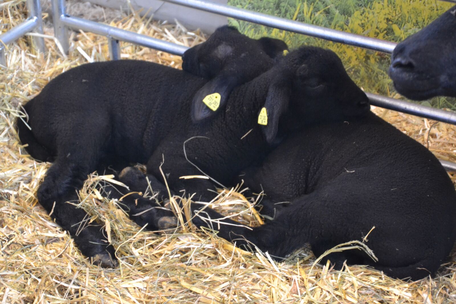 Nikon D3100 sample photo. Animal, sheep, lamb photography