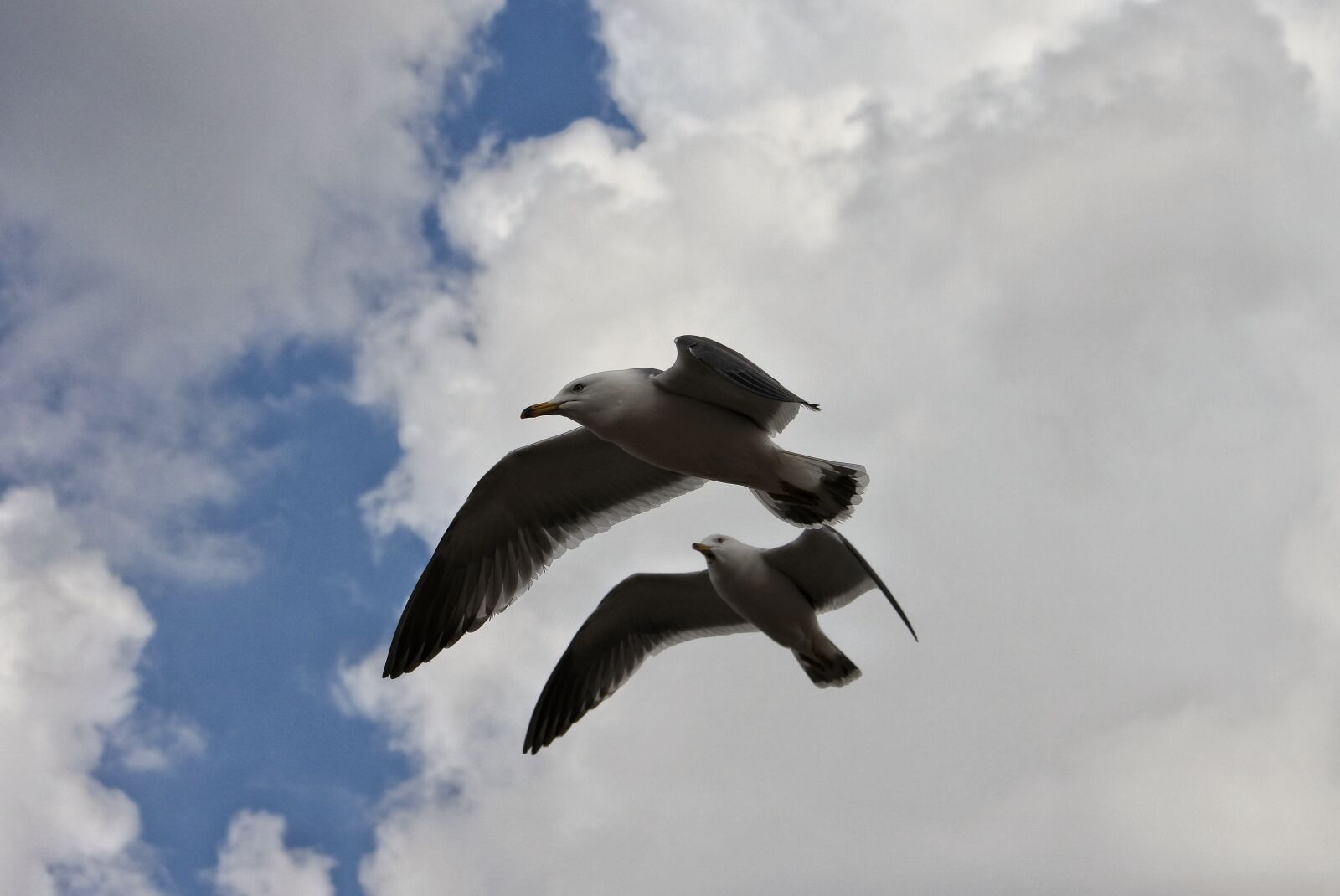 Nikon 1 Nikkor VR 30-110mm F3.8-5.6 sample photo. Animal, sky, cloud photography