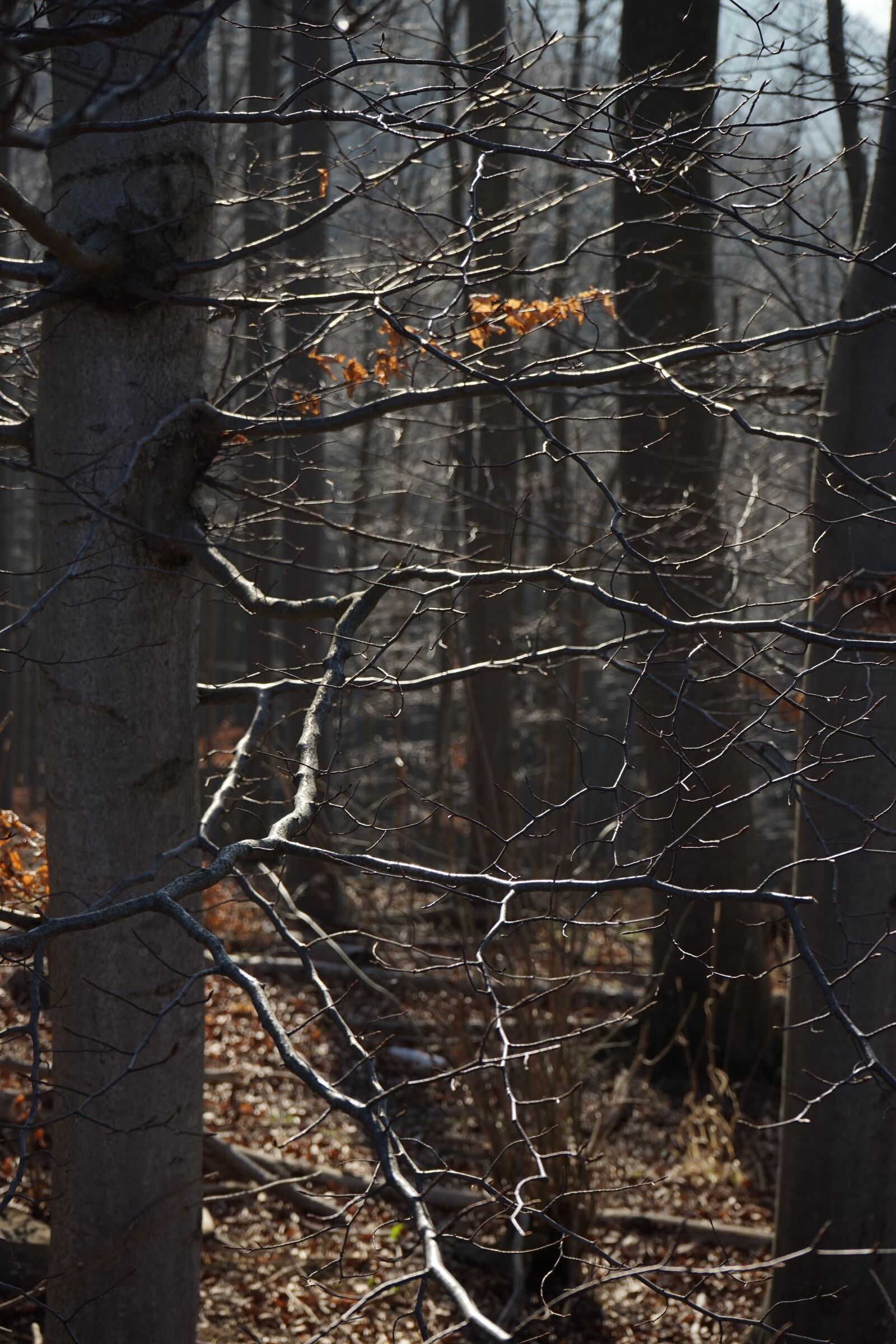 Sony a7 sample photo. Beech wood, beech, trees photography