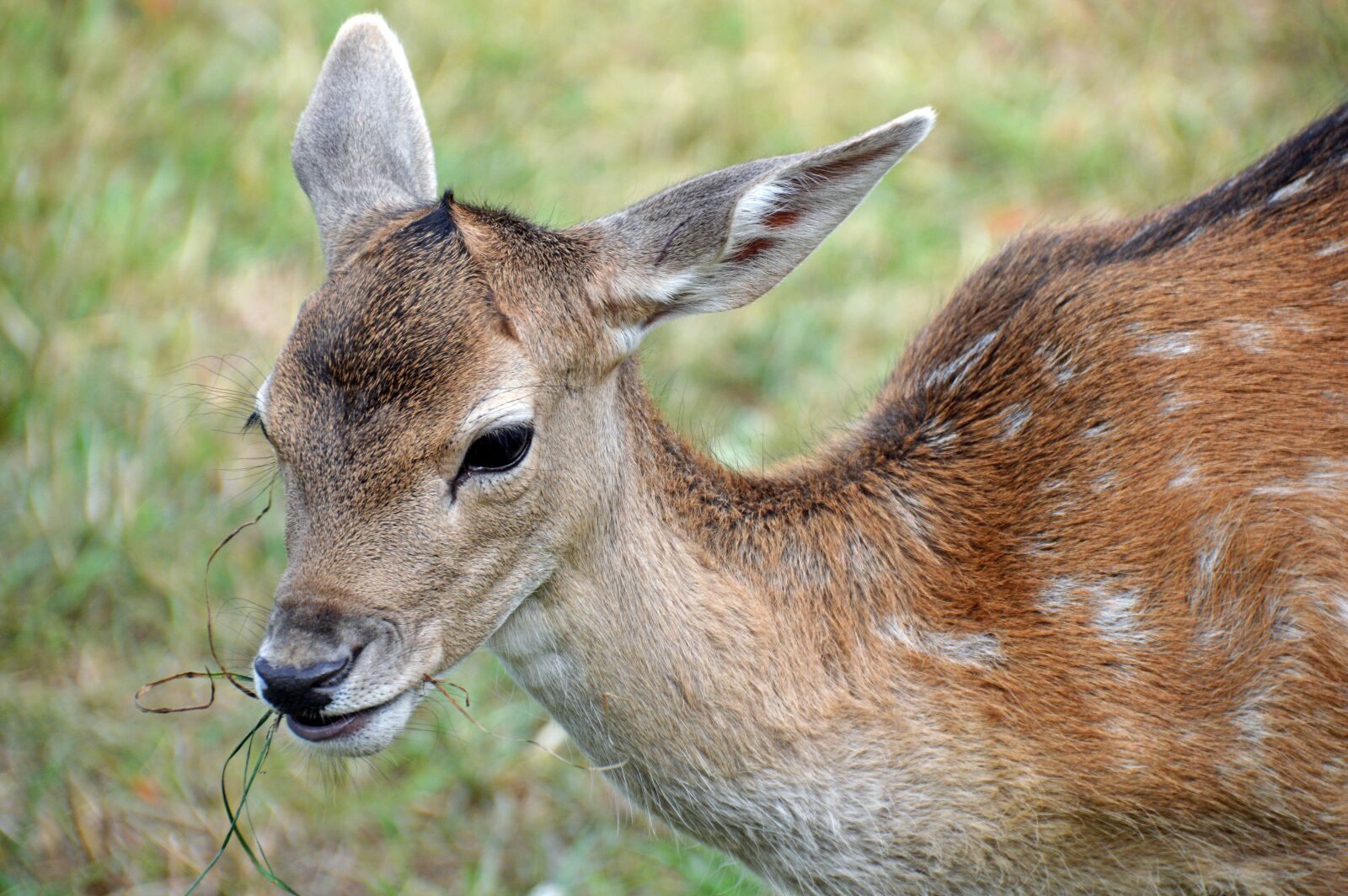 Nikon D3200 sample photo. Wild, deer, mammal photography