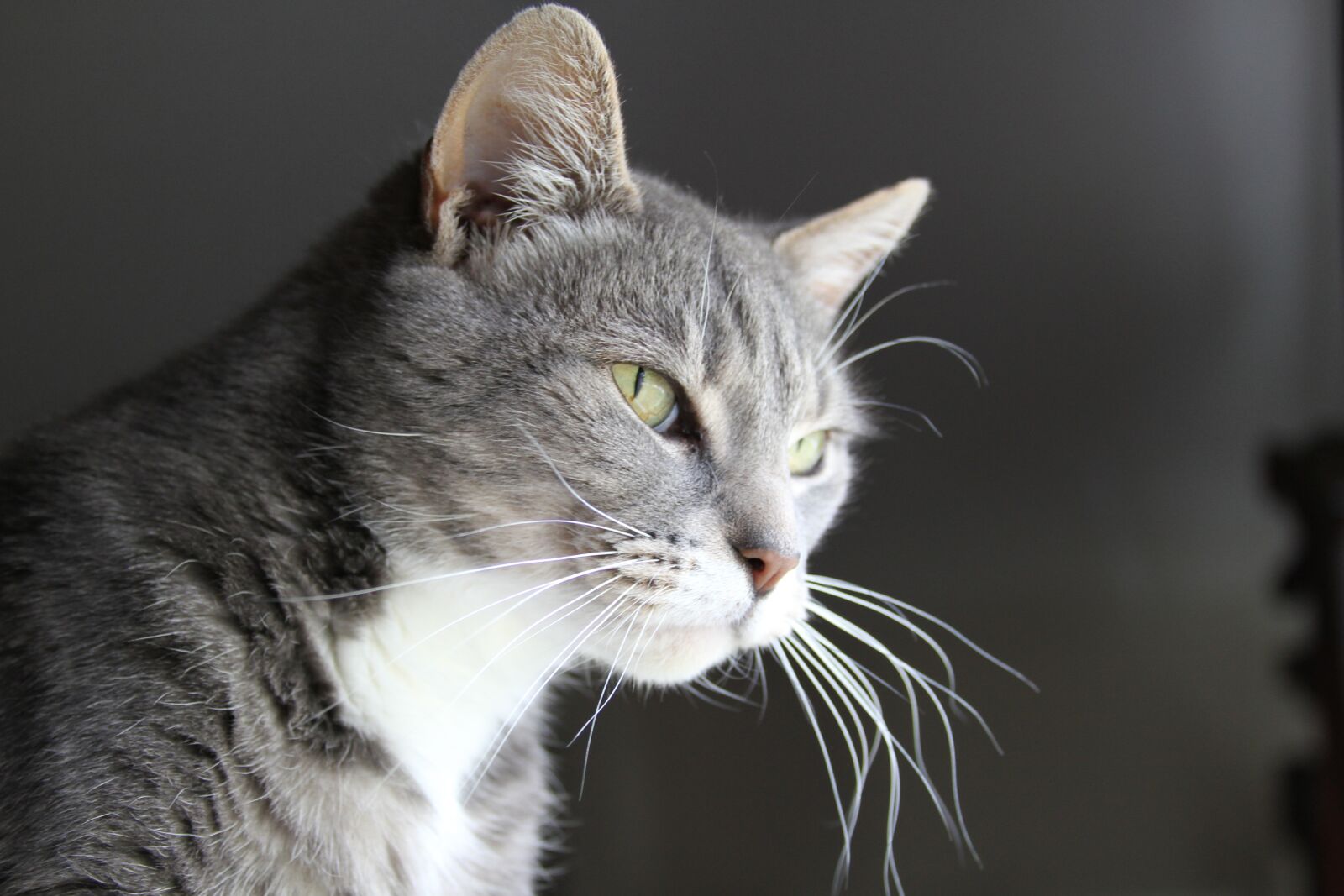 Canon EOS 7D sample photo. Cat, animal, pet photography