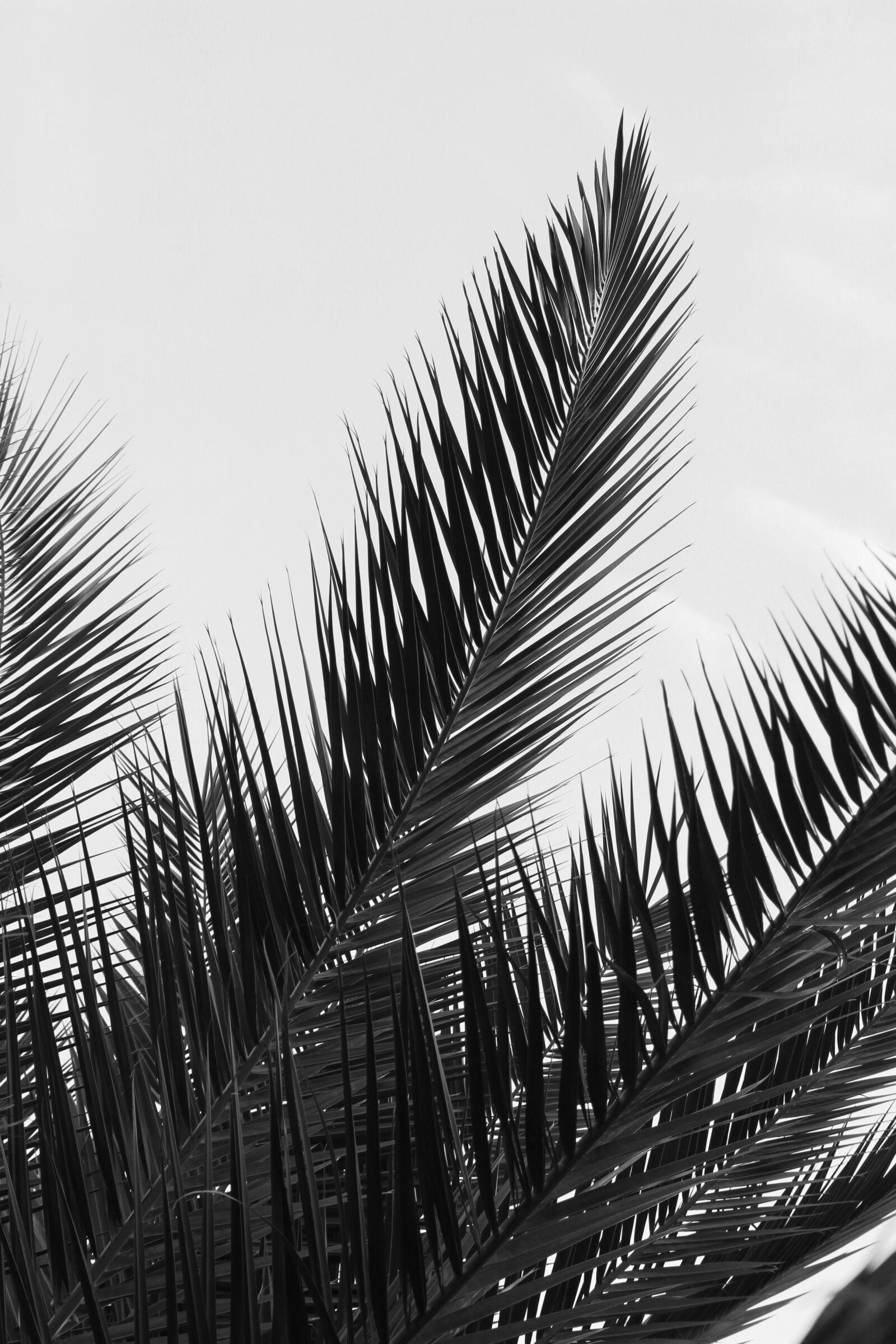 Canon EOS 700D (EOS Rebel T5i / EOS Kiss X7i) sample photo. Black and white, black photography