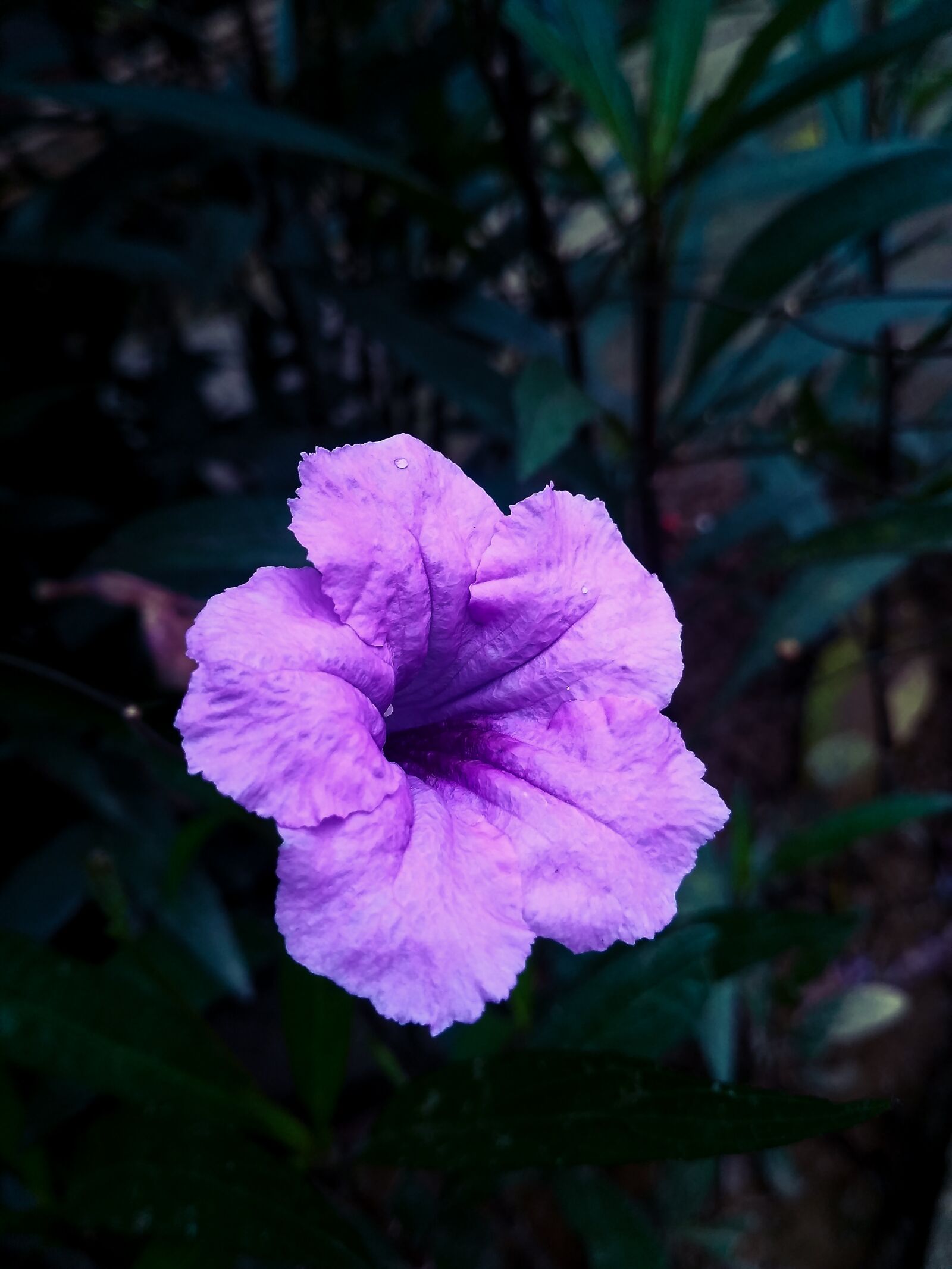 Xiaomi Redmi 3S sample photo. Flower, beautiful, plant photography