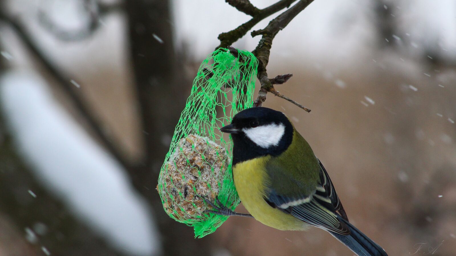 Canon EF75-300mm f/4-5.6 sample photo. Great tit, birds, winter photography