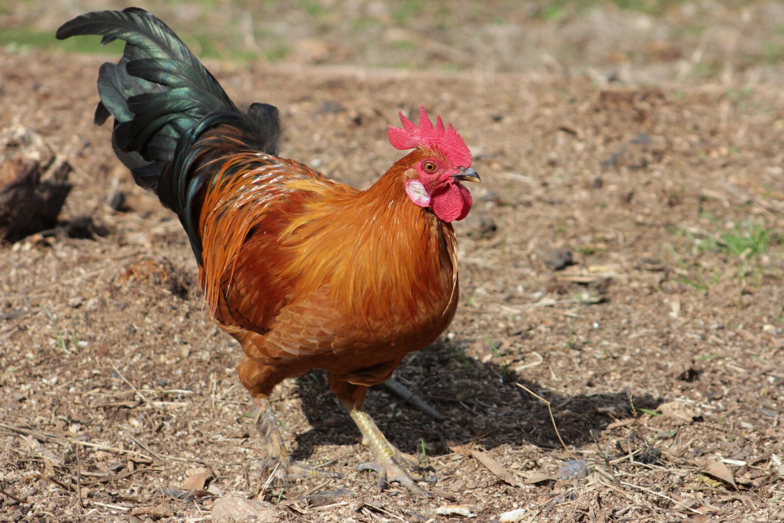 Canon EOS 550D (EOS Rebel T2i / EOS Kiss X4) sample photo. Bird, animal, nature photography