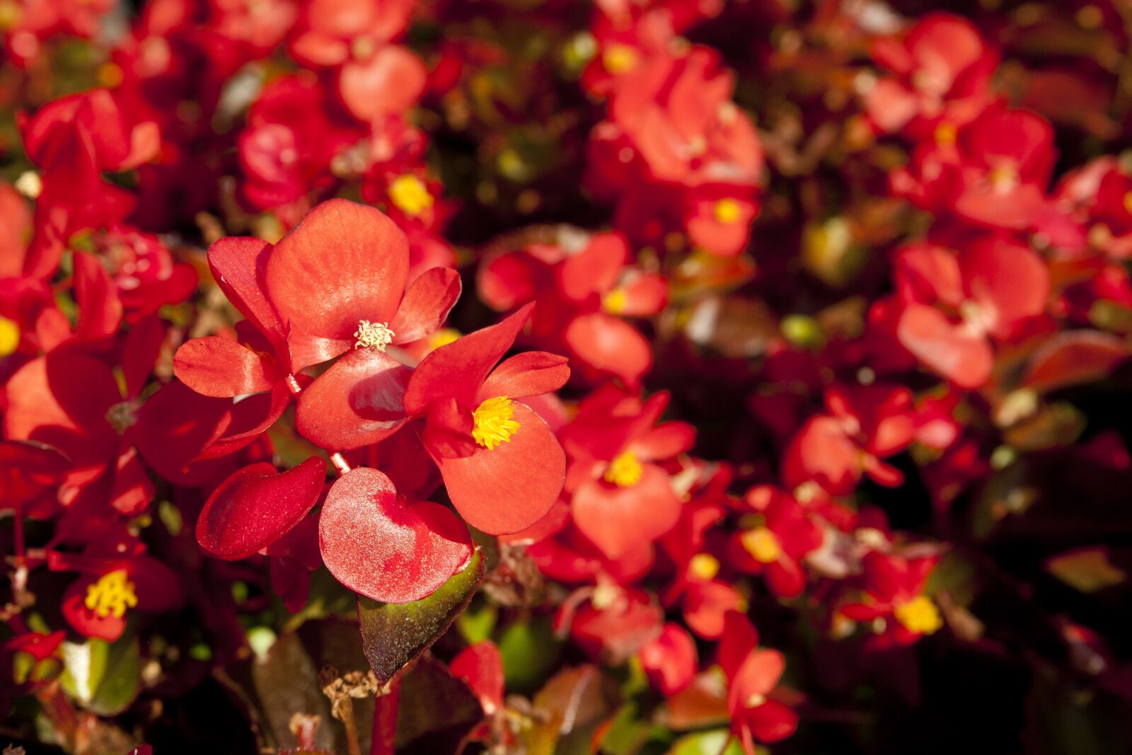 Canon EOS 5D sample photo. Nature, plants, flower photography