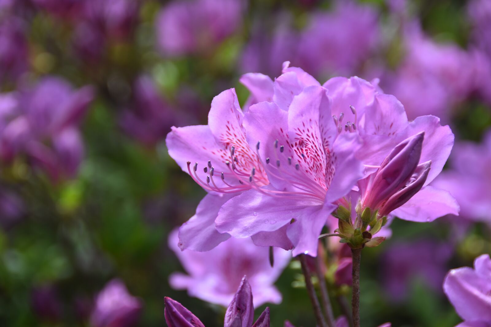 Nikon D7200 sample photo. Pink, flowers, blossom photography