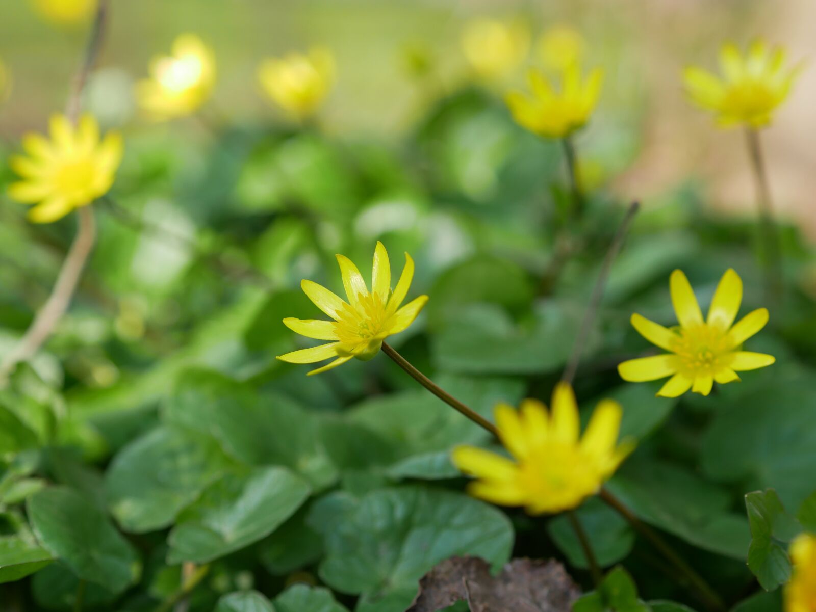 Panasonic Lumix DMC-GX85 (Lumix DMC-GX80 / Lumix DMC-GX7 Mark II) sample photo. Celandine, yellow, spring-celandine photography