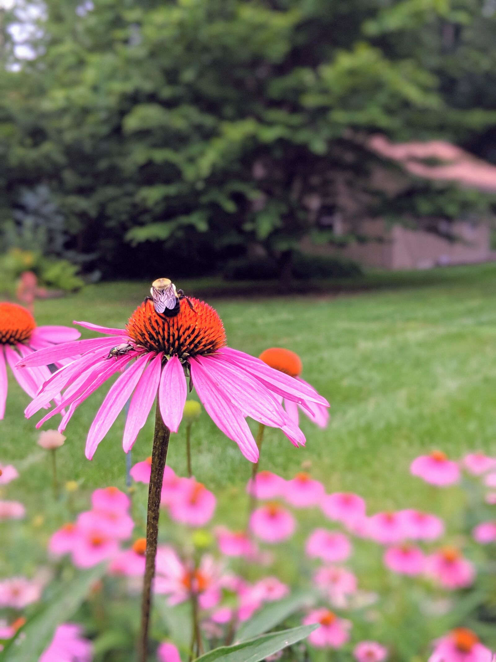 Google Pixel 2 XL sample photo. Bloom, nature, blossom photography
