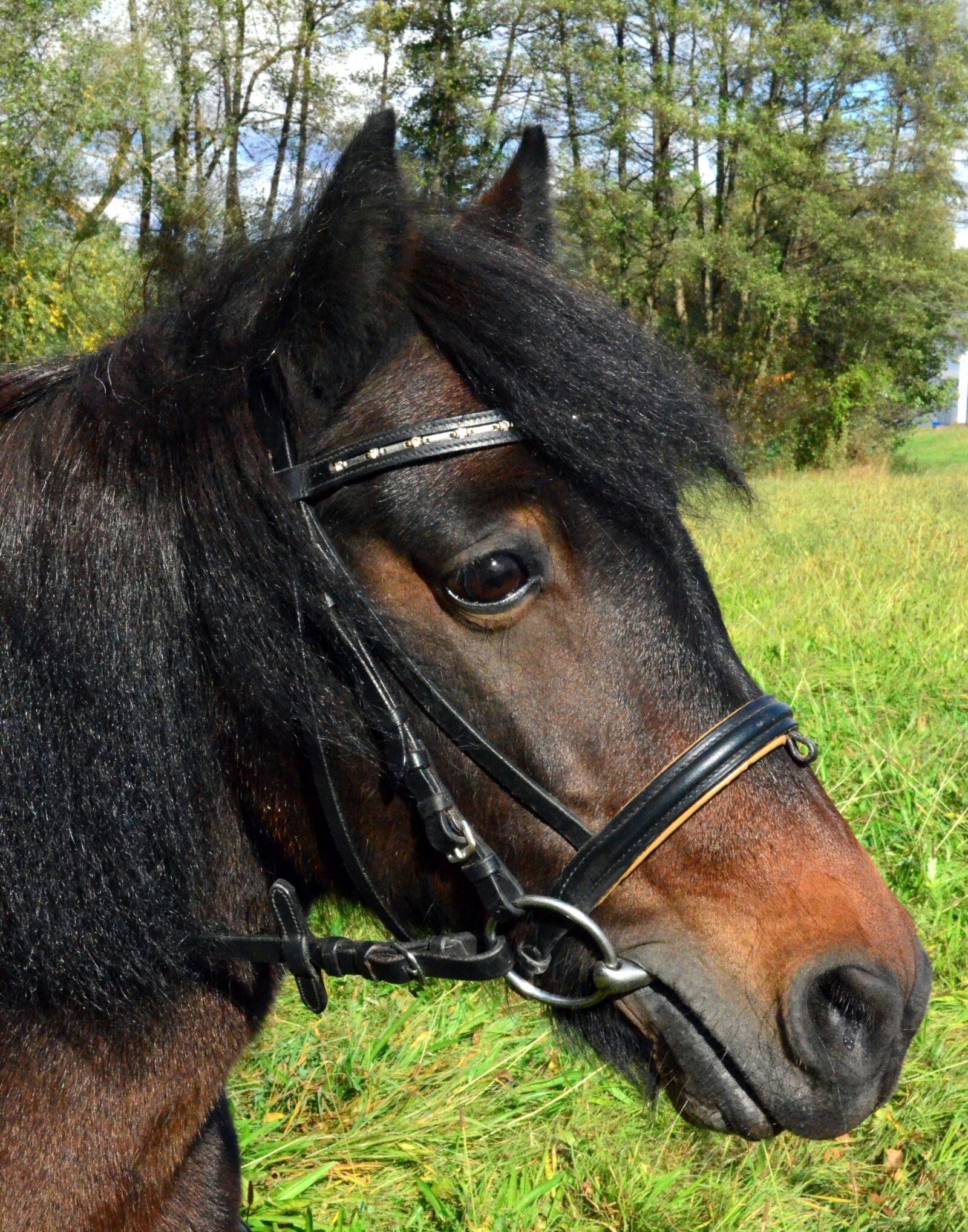 Nikon D5100 sample photo. Pony, small horse breed photography