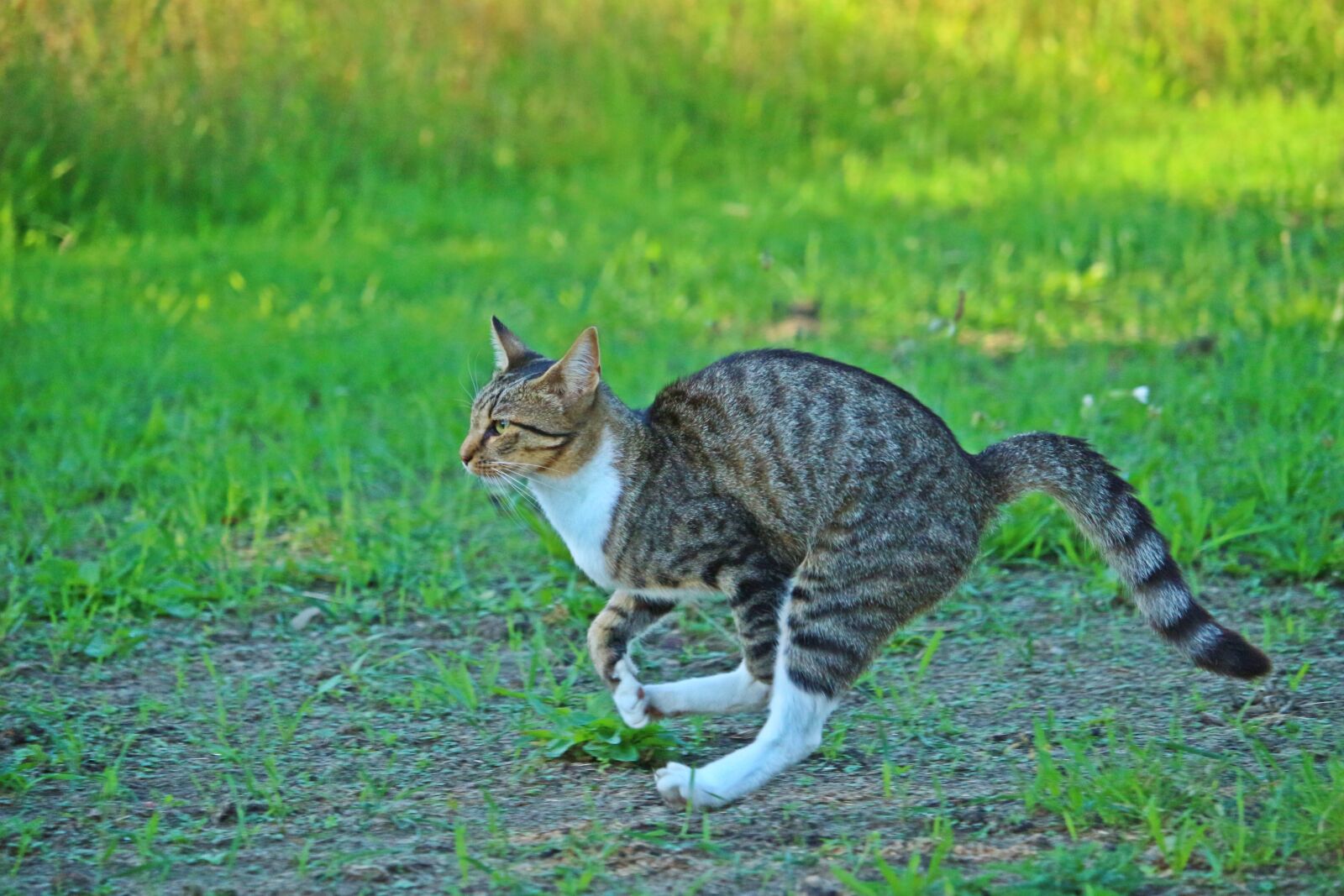 Canon EOS 100D (EOS Rebel SL1 / EOS Kiss X7) sample photo. Cat, tiger cat, mackerel photography