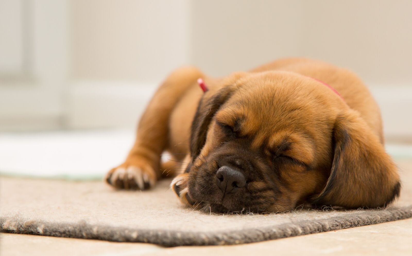 Canon EF 24-105mm F4L IS USM sample photo. Dog, cute, sleeping, puppy photography