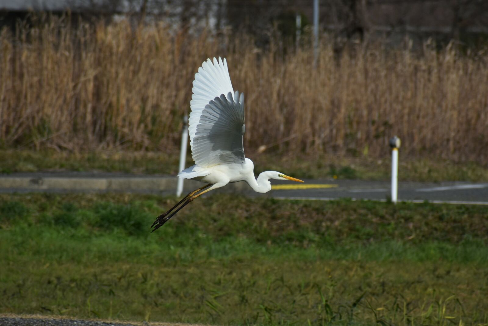 Nikon D7200 sample photo. Animal, road, promenade photography