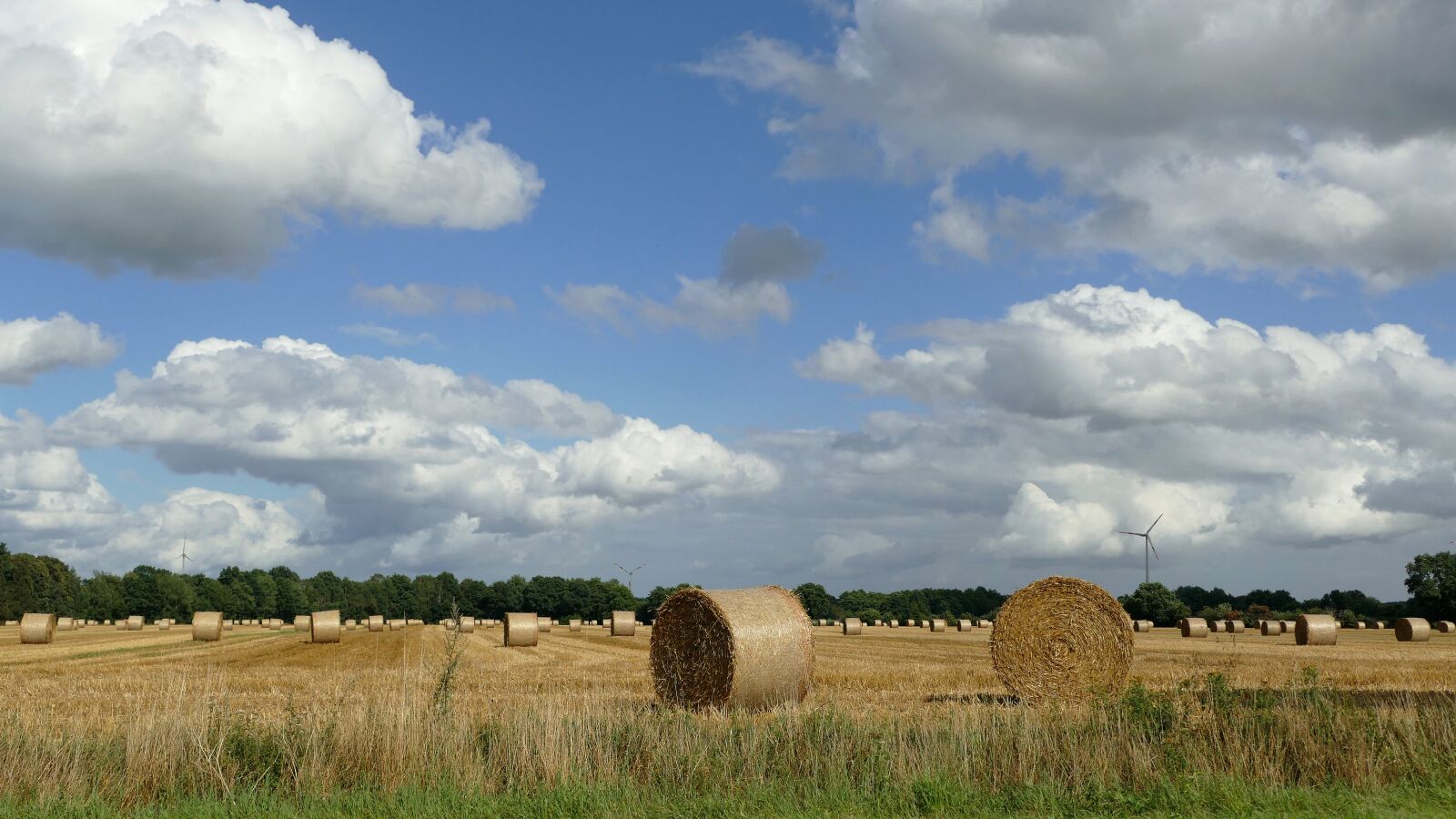Panasonic Lumix DMC-FZ1000 sample photo. Hay, harvest, dried grass photography
