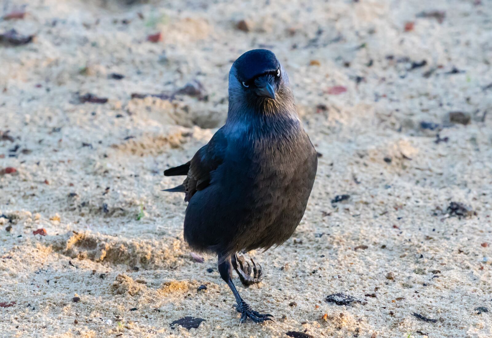 Canon EOS 7D Mark II sample photo. Jackdaw, black bird, corvid photography