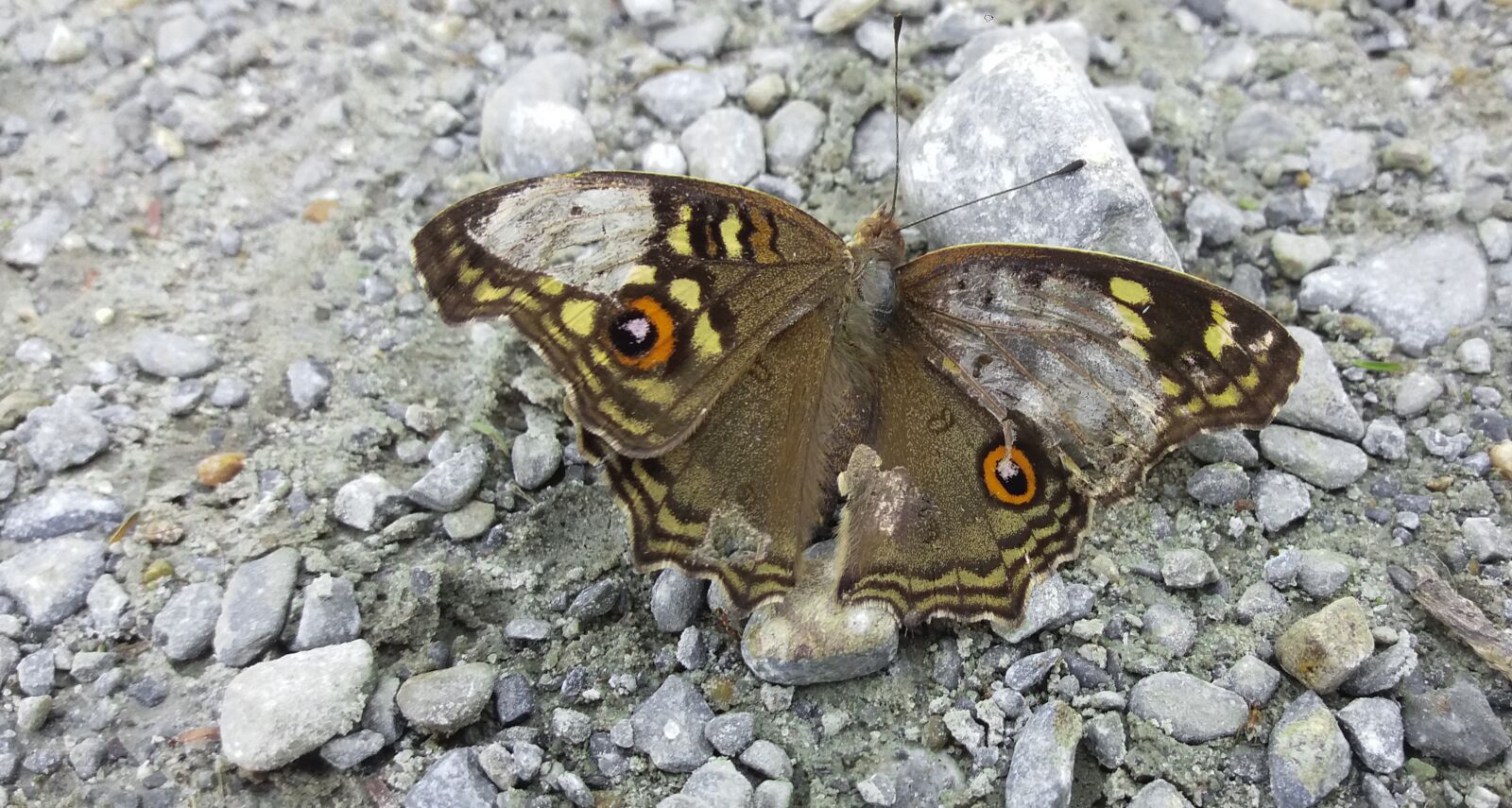 Samsung Galaxy J5(2016) sample photo. Fly, land, landing photography