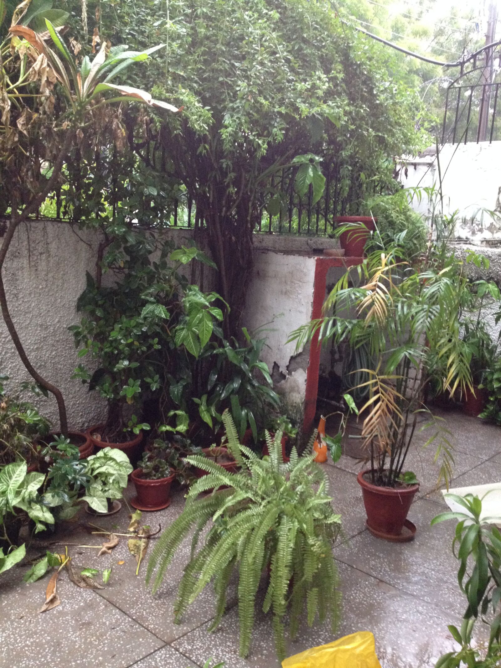 iPhone 4S back camera 4.28mm f/2.4 sample photo. Potted plants, fern, spring photography