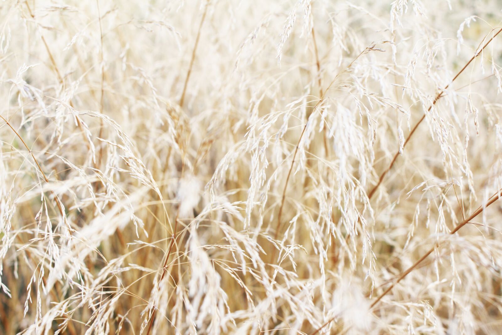 Canon EOS 700D (EOS Rebel T5i / EOS Kiss X7i) sample photo. Grass, grasses, full frame photography