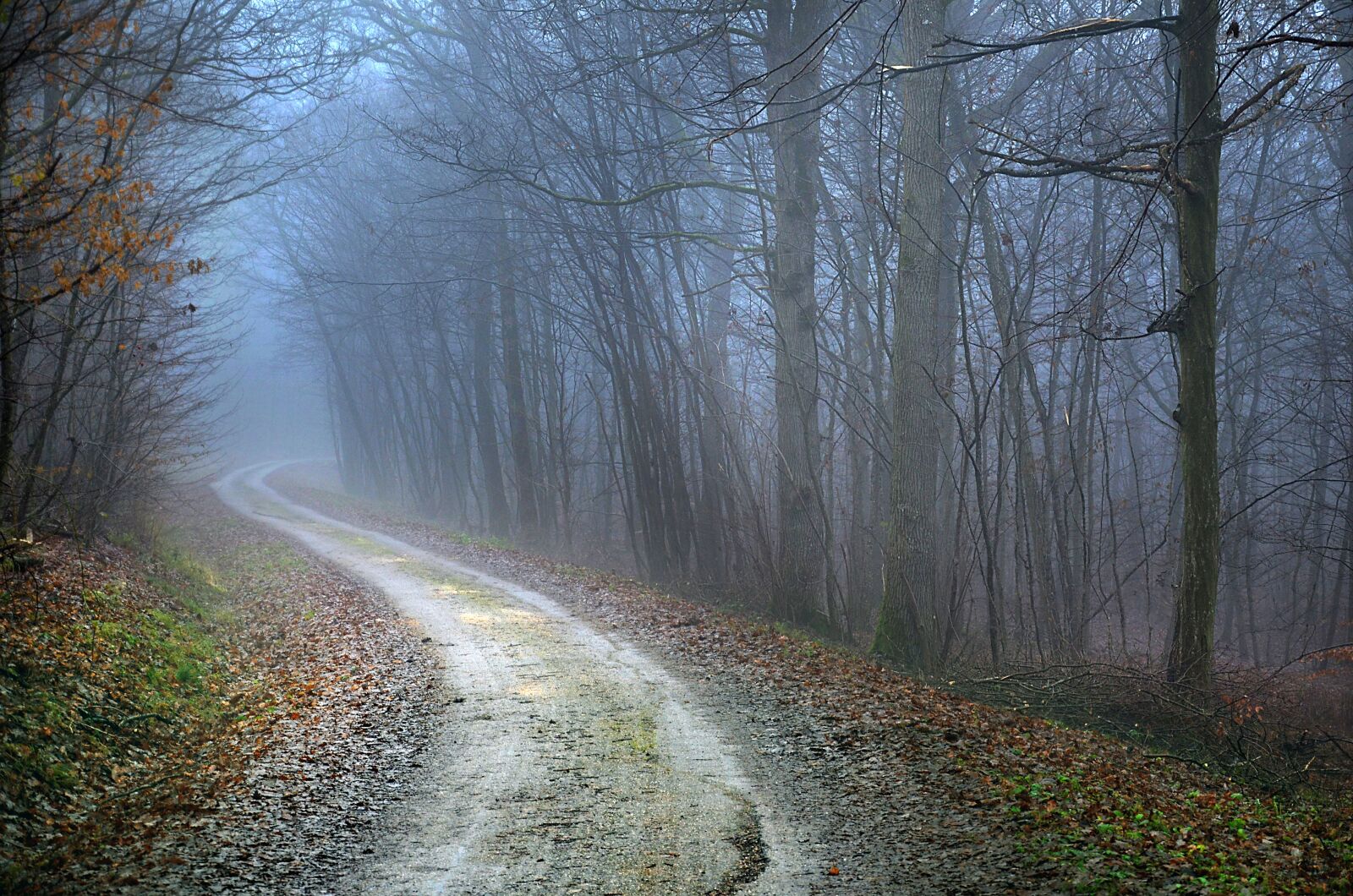 Nikon D5100 sample photo. Path, forest, fall photography