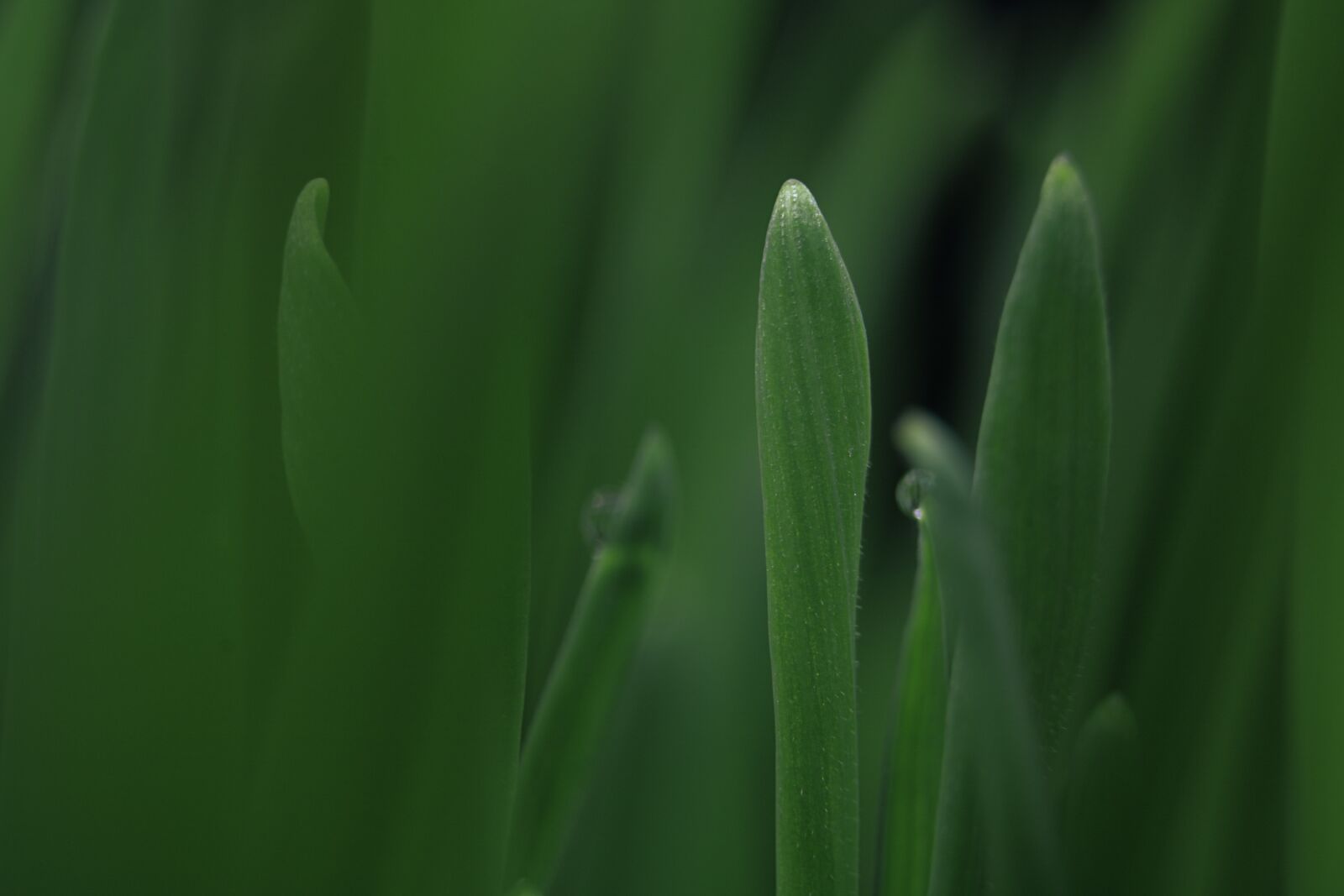 Canon EOS 750D (EOS Rebel T6i / EOS Kiss X8i) sample photo. Dew, grass, water photography