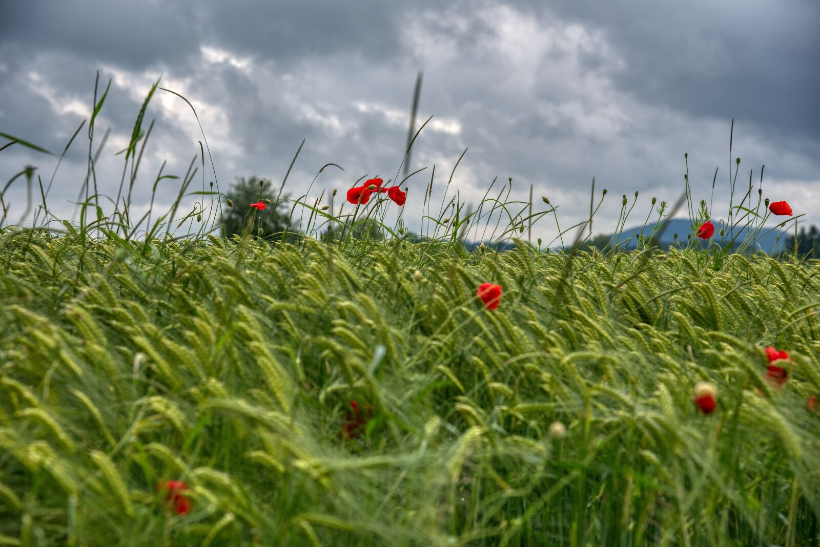 Nikon D750 sample photo. Wheat field, grasses, poppies photography