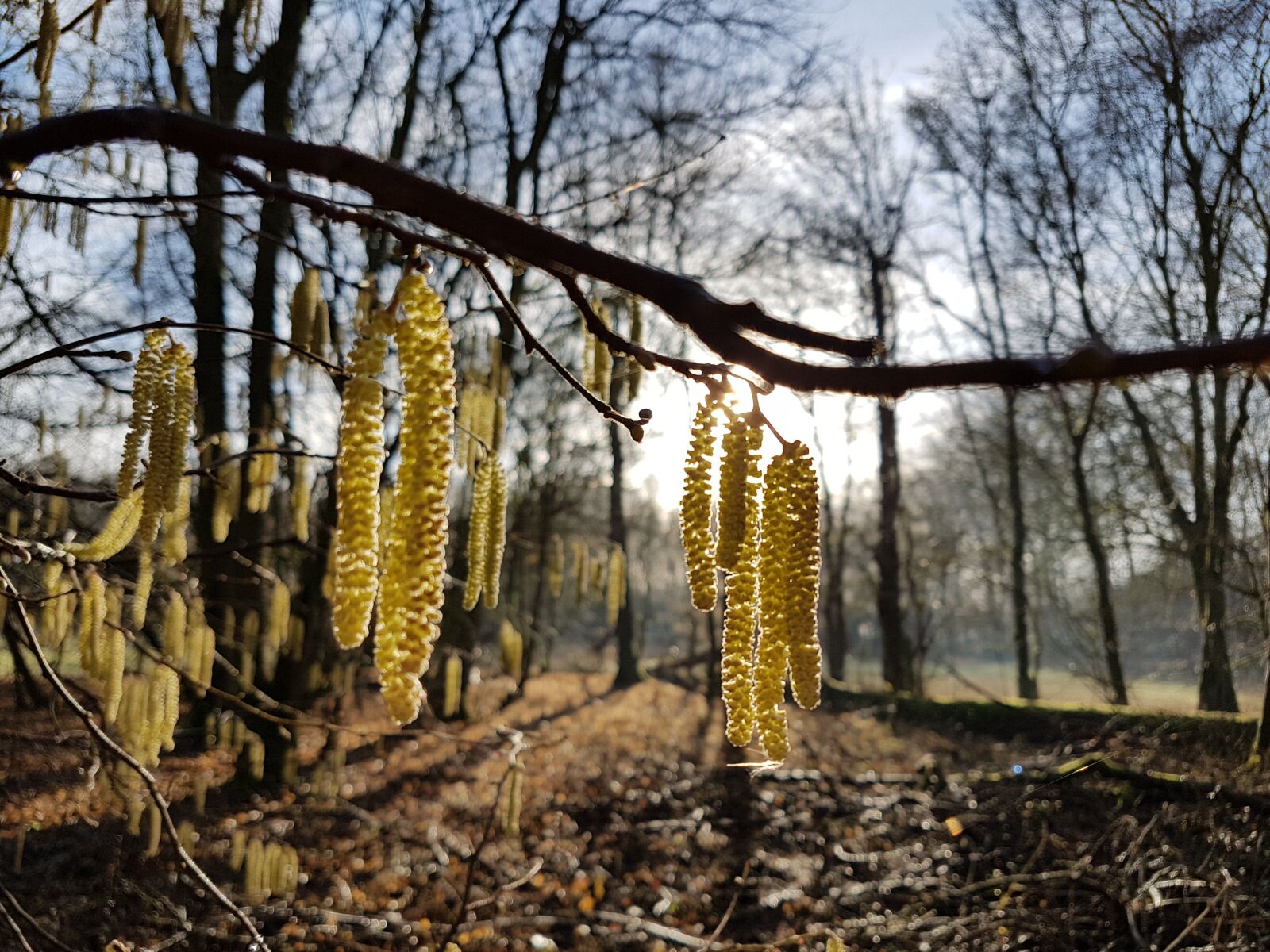 Samsung Galaxy S7 sample photo. Spring, hazel, forest photography