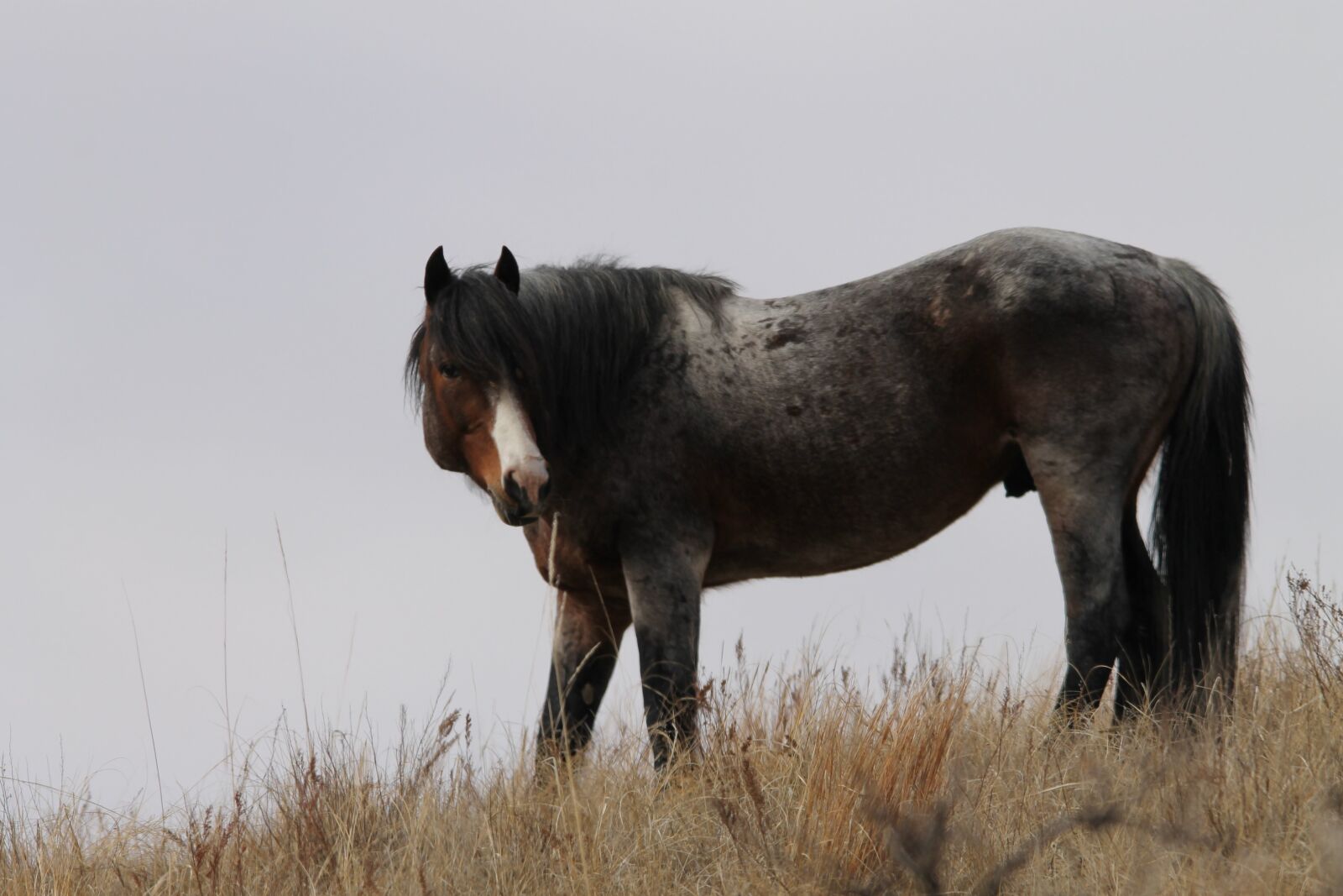 Canon EOS 1100D (EOS Rebel T3 / EOS Kiss X50) sample photo. Wild horse, stallion, north photography