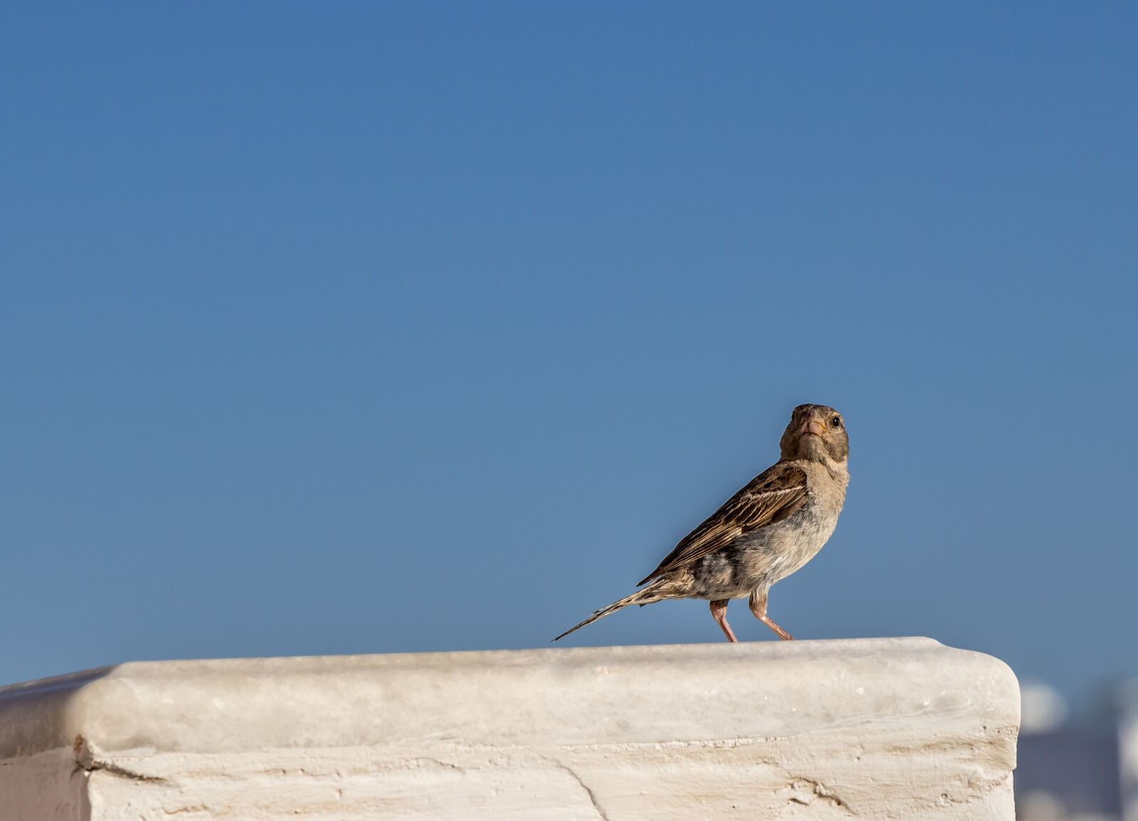 Canon EF-S 18-135mm F3.5-5.6 IS USM sample photo. Bird, greece, nature photography