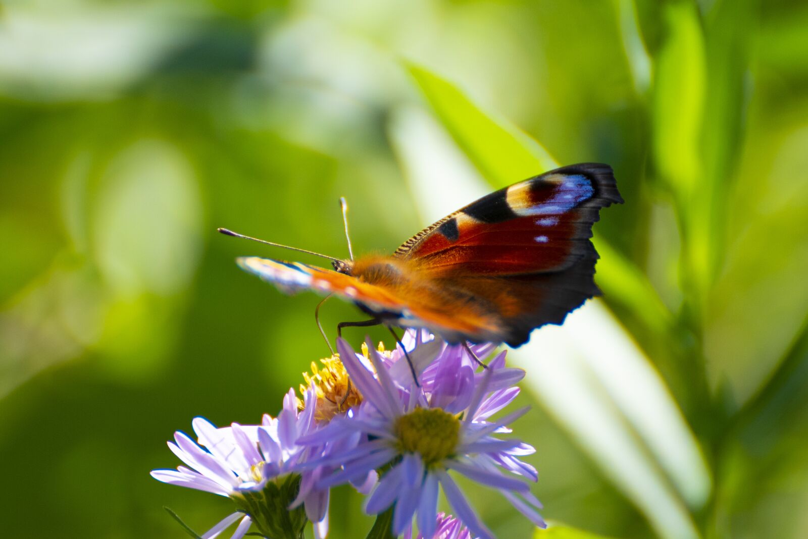 Nikon D750 sample photo. Buterfly, nature, flora photography