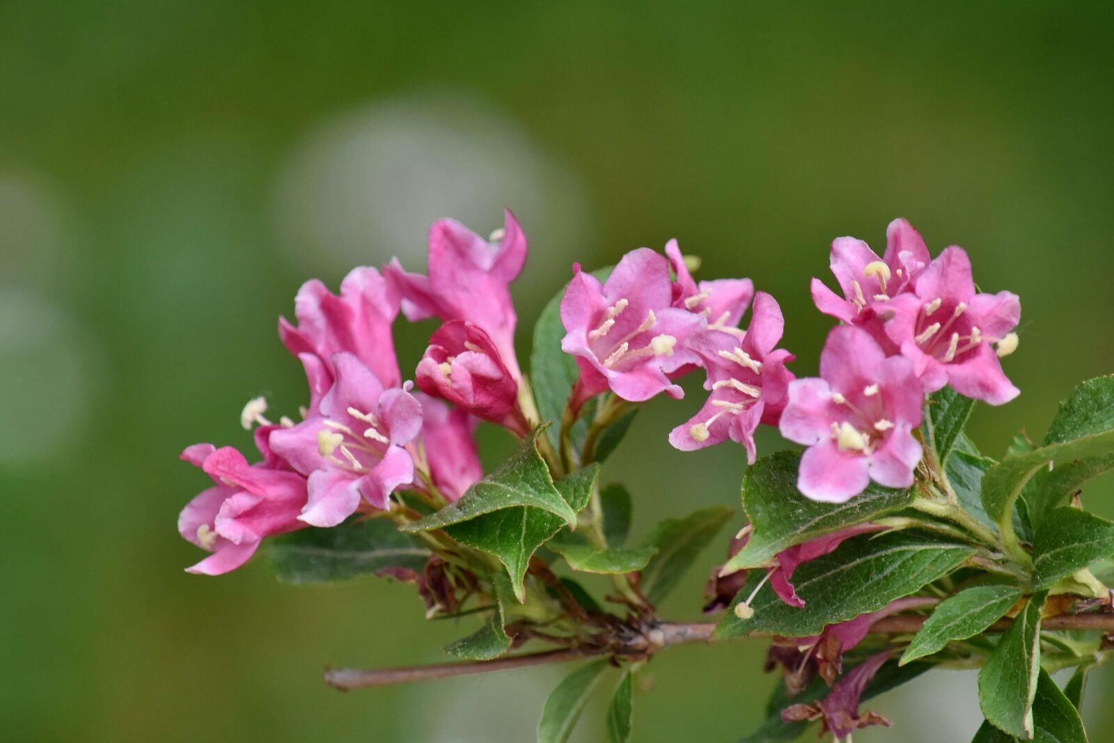 Nikon D5500 sample photo. Beautiful flowers, branches, bushes photography