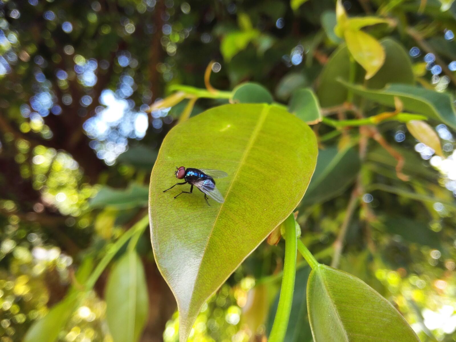 HUAWEI PE-TL10 sample photo. Fly, leaf, nature photography