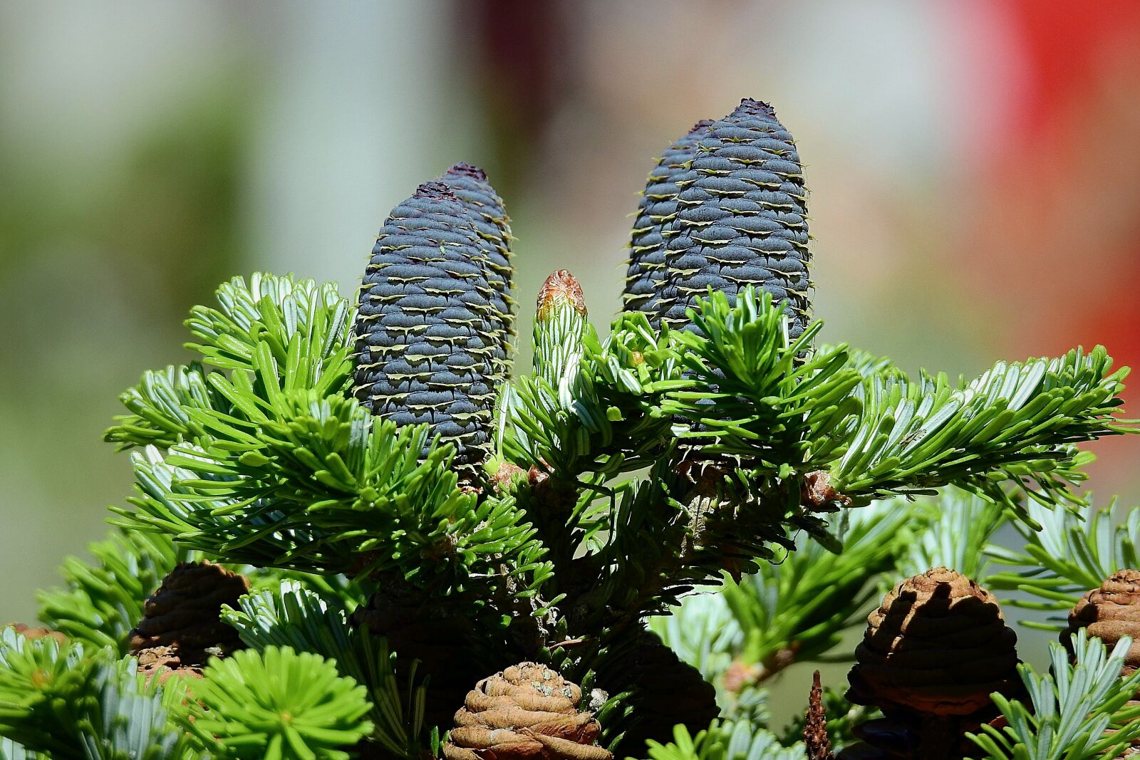 Nikon Coolpix P900 sample photo. Coniferous, cones, tree photography