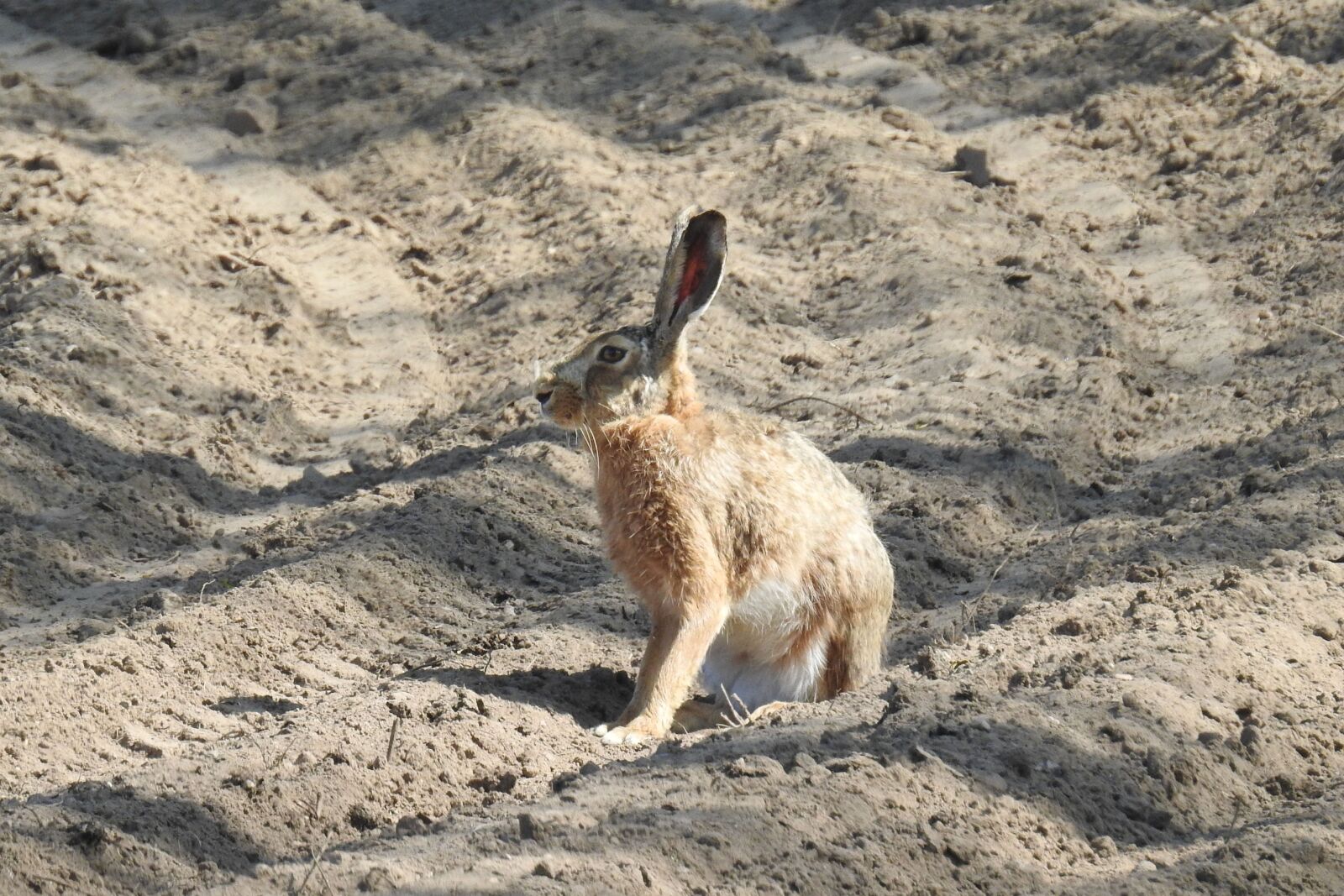 Nikon Coolpix P900 sample photo. Hare, field, arable photography