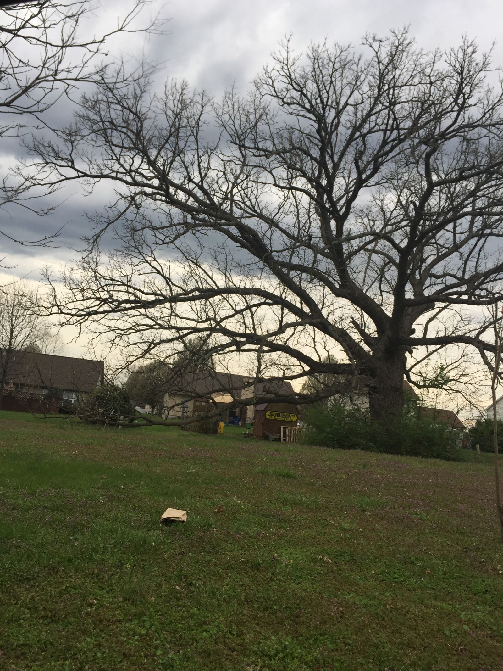 iPhone 6 back camera 4.15mm f/2.2 sample photo. Cloady, tree photography