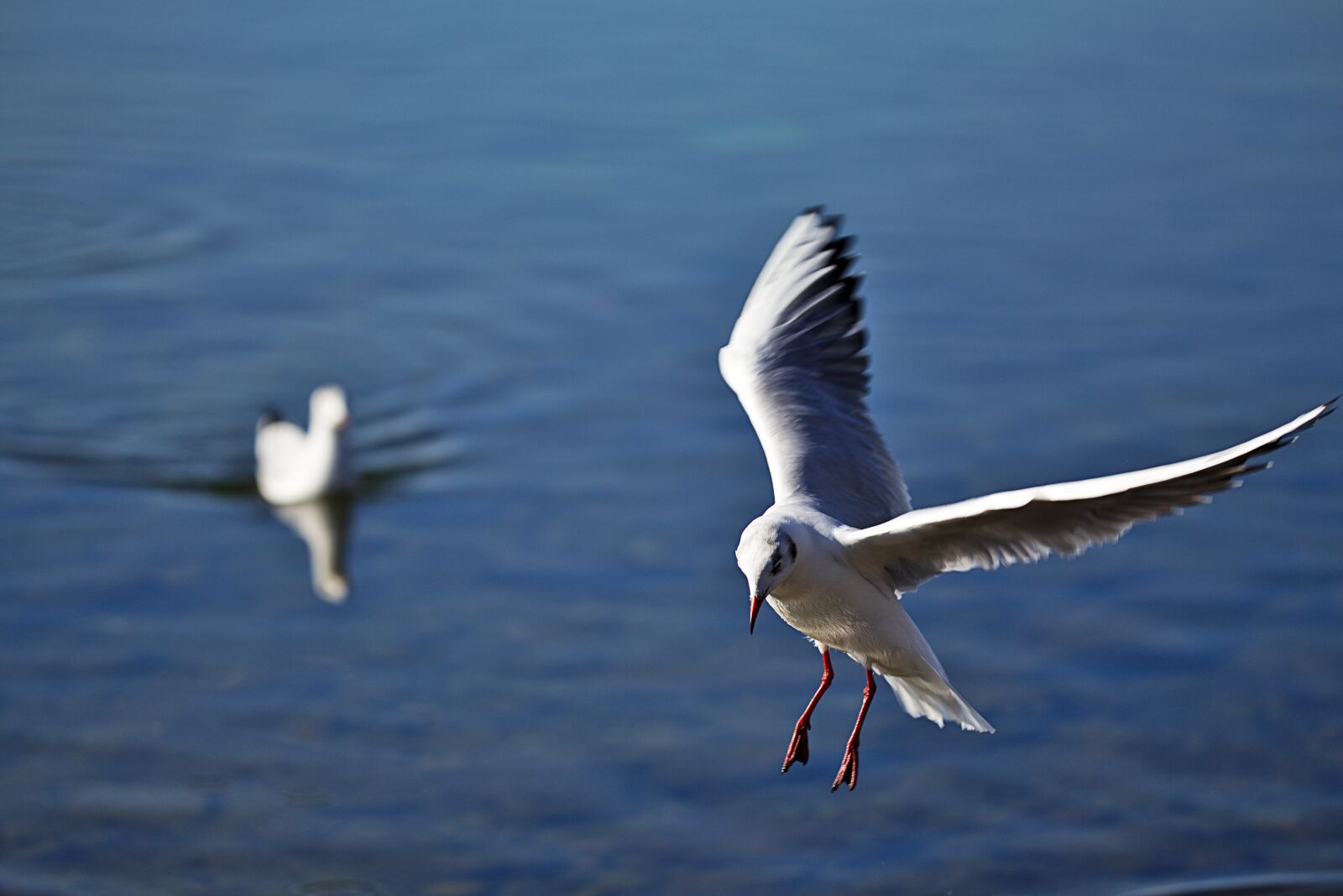 Canon EOS 6D + Canon EF 100-400mm F4.5-5.6L IS II USM sample photo. Seagull, lake, water photography