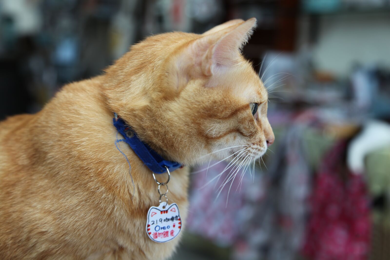 Canon EOS 5D Mark II sample photo. Stray, homeless, cats photography