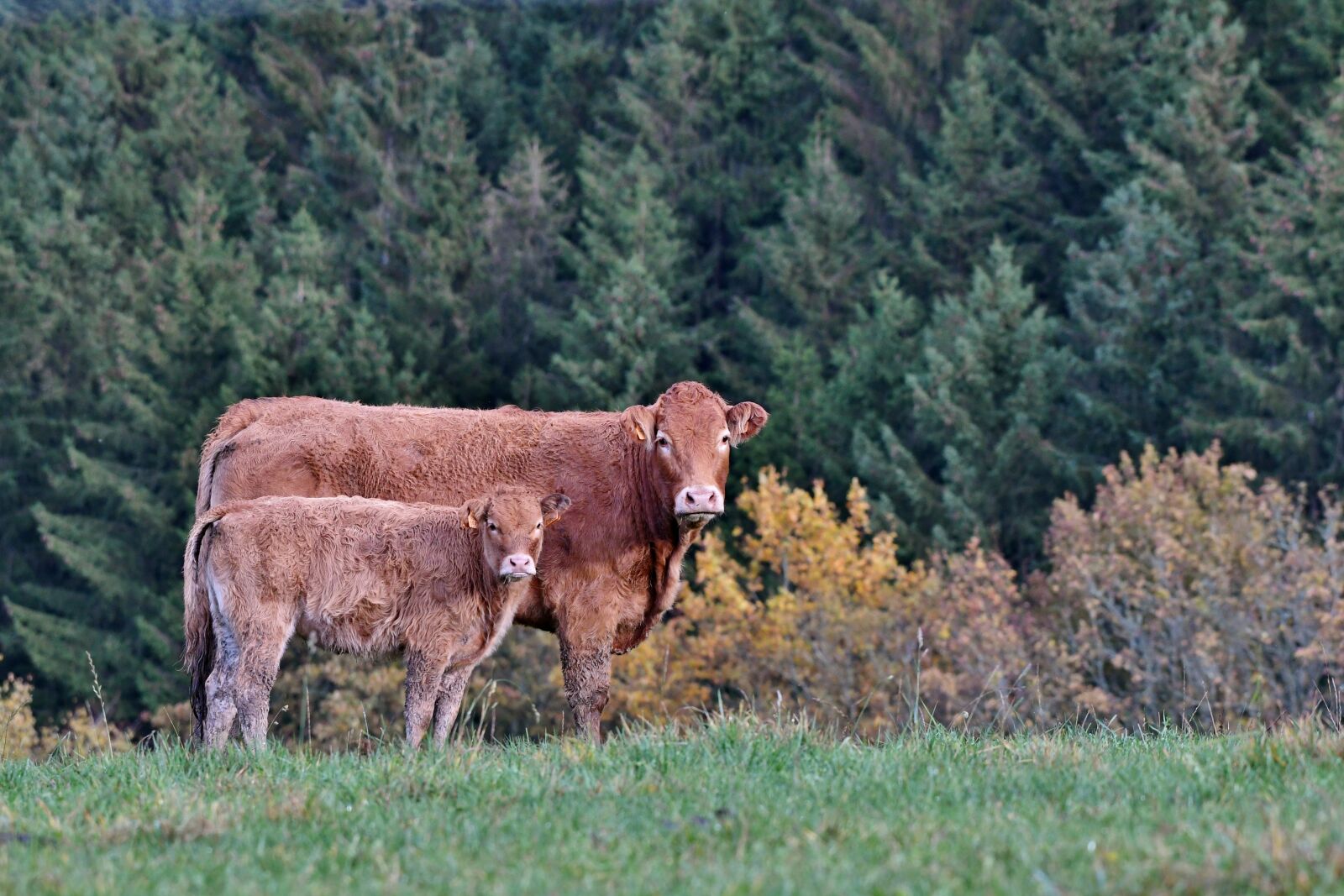 Nikon D500 sample photo. Cow, calf, landscape photography