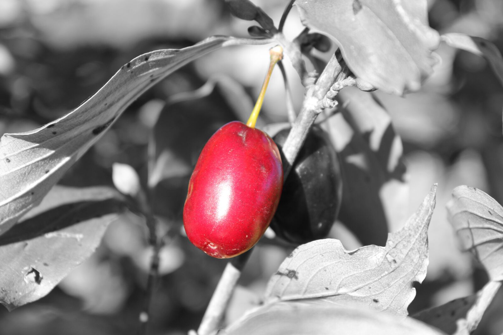 Canon EOS 60D sample photo. Nature, cornel, dirndl photography